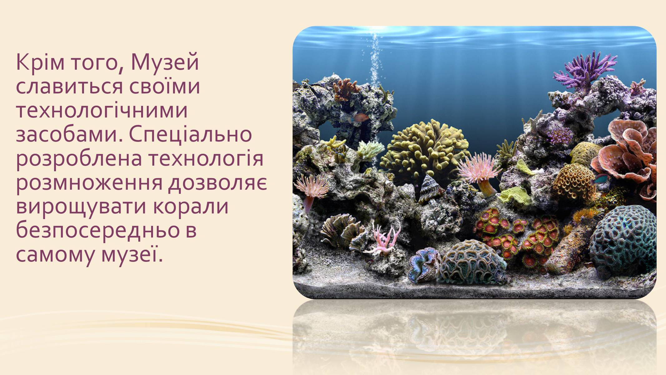 Презентація на тему «Океанографічний музей Монако» - Слайд #9 Презентація на тему «Океанографічний музей Монако» - Слайд #9