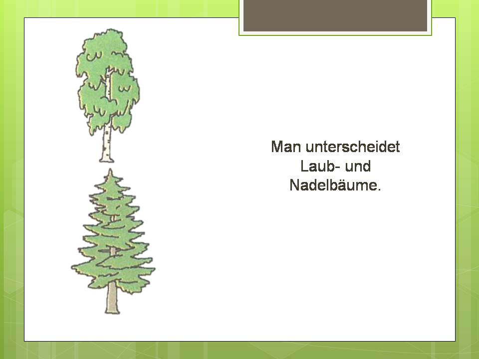 Презентація на тему «Der Baum» - Слайд #3 Презентація на тему «Der Baum» - Слайд #3