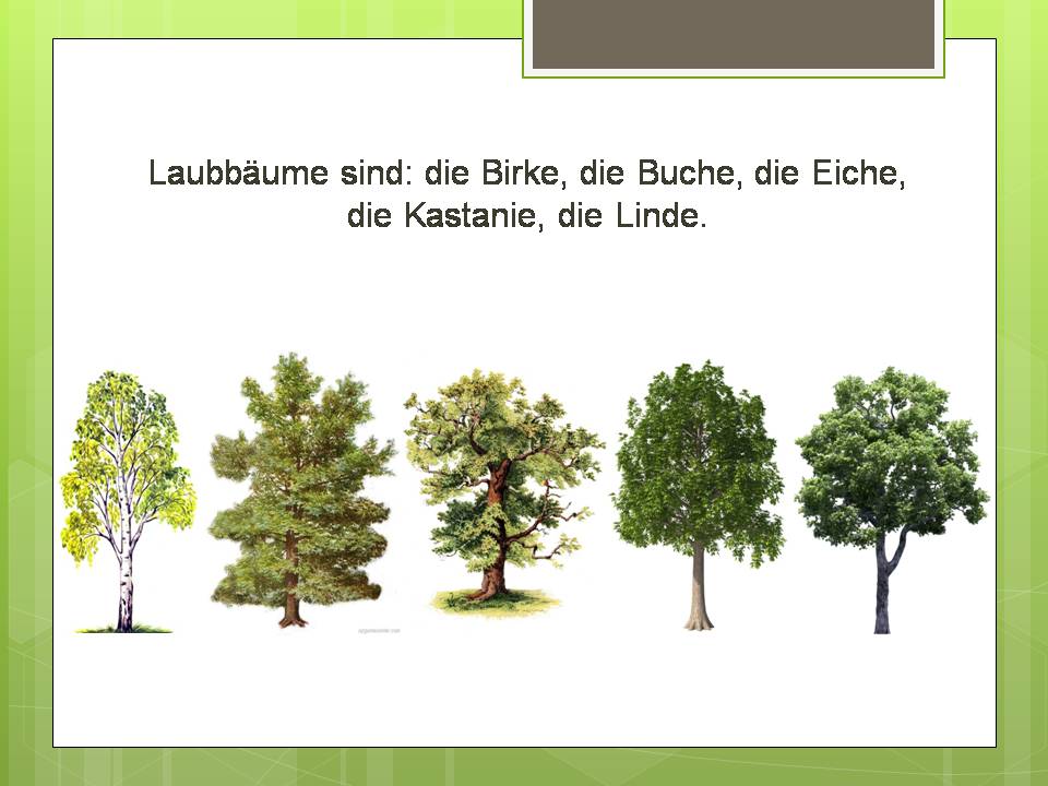Презентація на тему «Der Baum» - Слайд #4 Презентація на тему «Der Baum» - Слайд #4