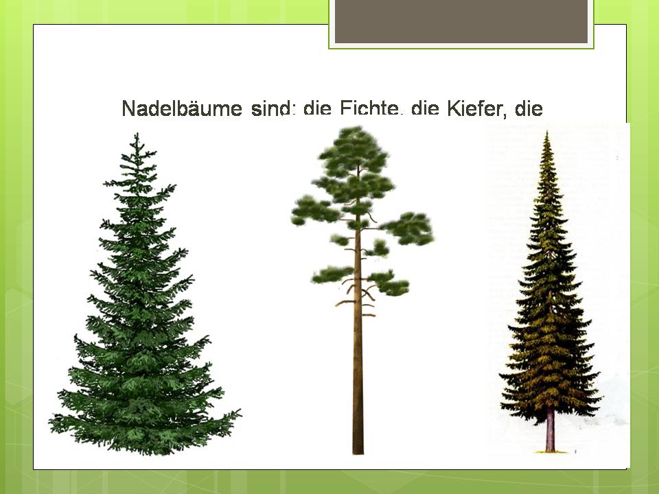 Презентація на тему «Der Baum» - Слайд #5 Презентація на тему «Der Baum» - Слайд #5