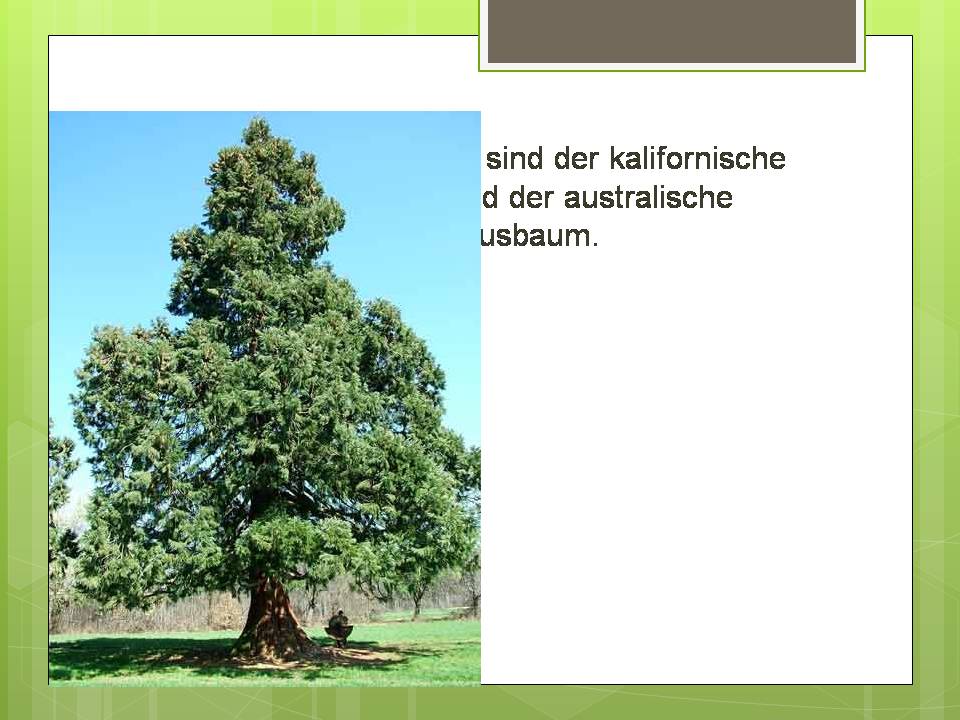 Презентація на тему «Der Baum» - Слайд #6 Презентація на тему «Der Baum» - Слайд #6