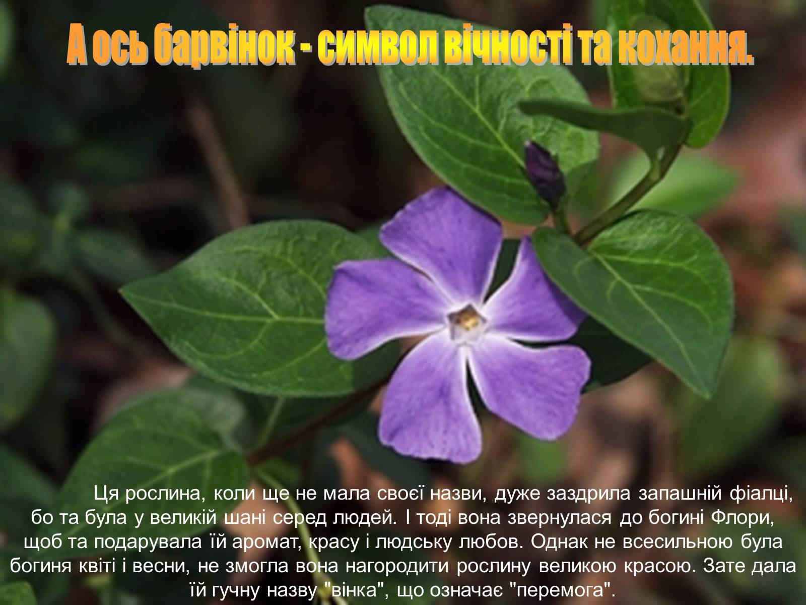 Презентація на тему «Народні символи України» (варіант 1) - Слайд #10 Презентація на тему «Народні символи України» (варіант 1) - Слайд #10