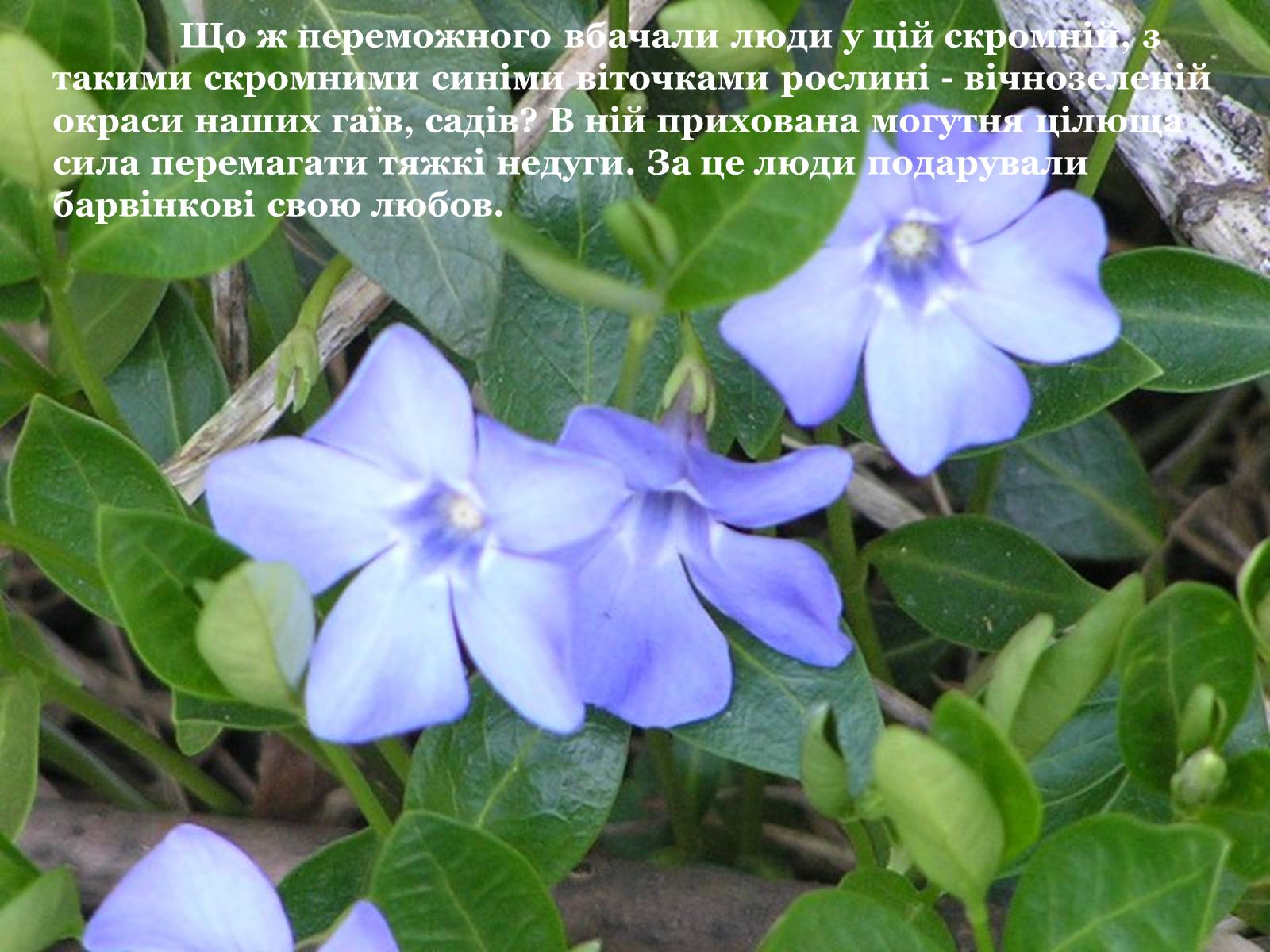 Презентація на тему «Народні символи України» (варіант 1) - Слайд #11 Презентація на тему «Народні символи України» (варіант 1) - Слайд #11