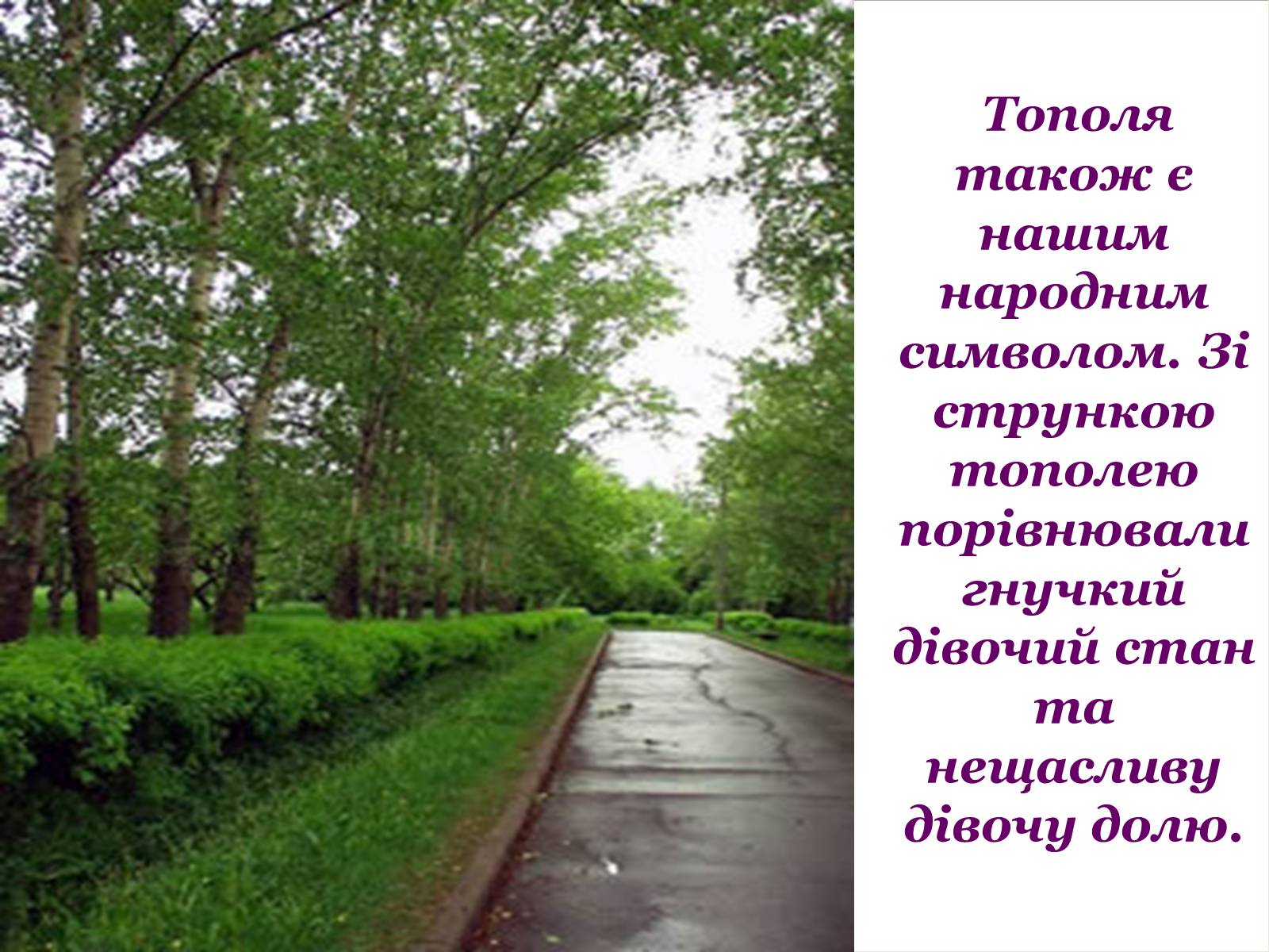 Презентація на тему «Народні символи України» (варіант 1) - Слайд #12 Презентація на тему «Народні символи України» (варіант 1) - Слайд #12