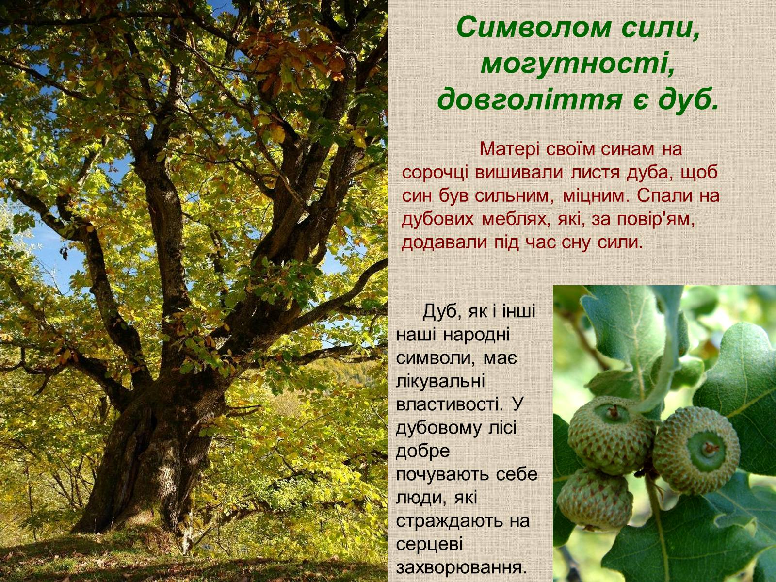 Презентація на тему «Народні символи України» (варіант 1) - Слайд #13 Презентація на тему «Народні символи України» (варіант 1) - Слайд #13