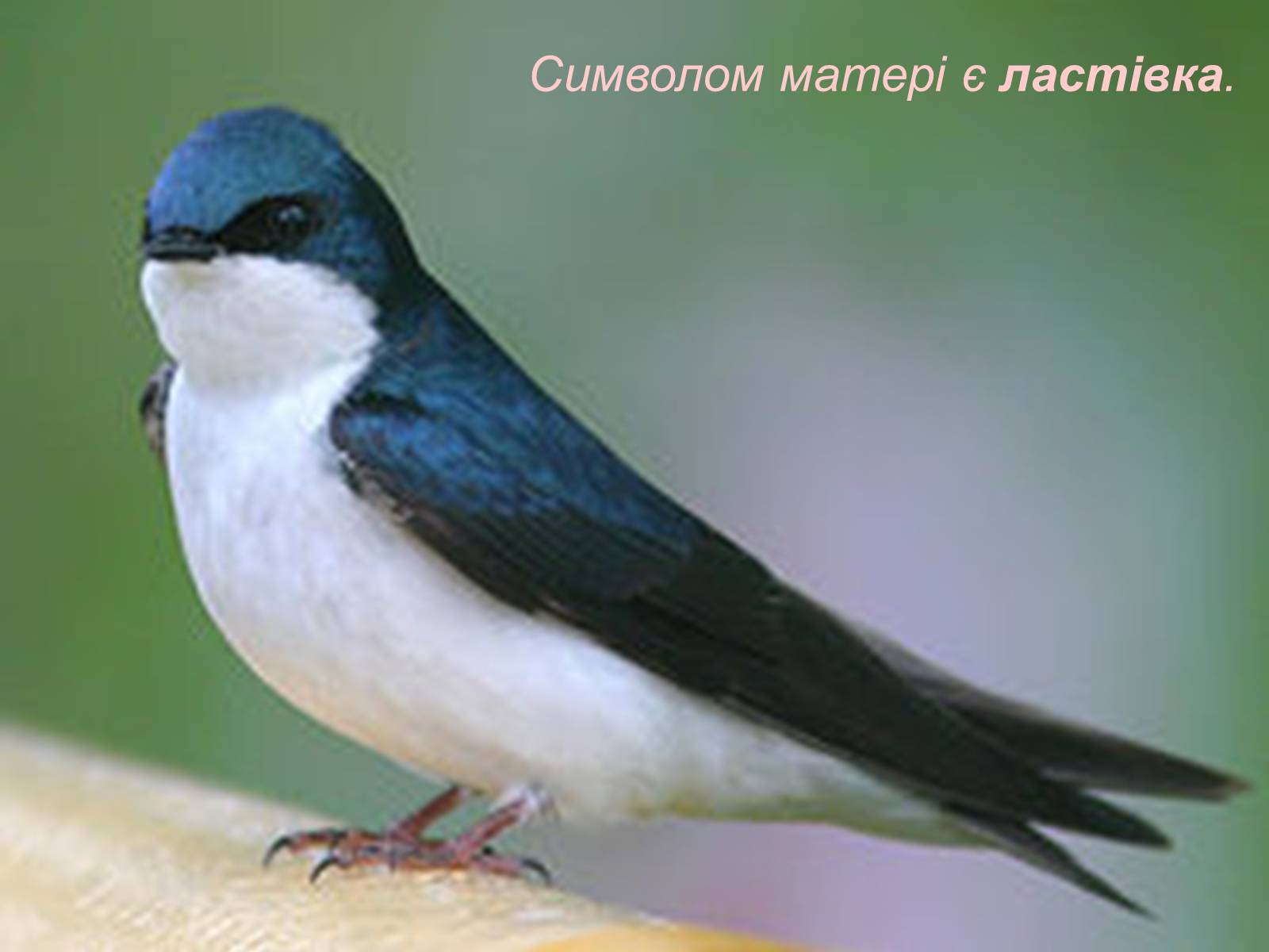 Презентація на тему «Народні символи України» (варіант 1) - Слайд #18 Презентація на тему «Народні символи України» (варіант 1) - Слайд #18