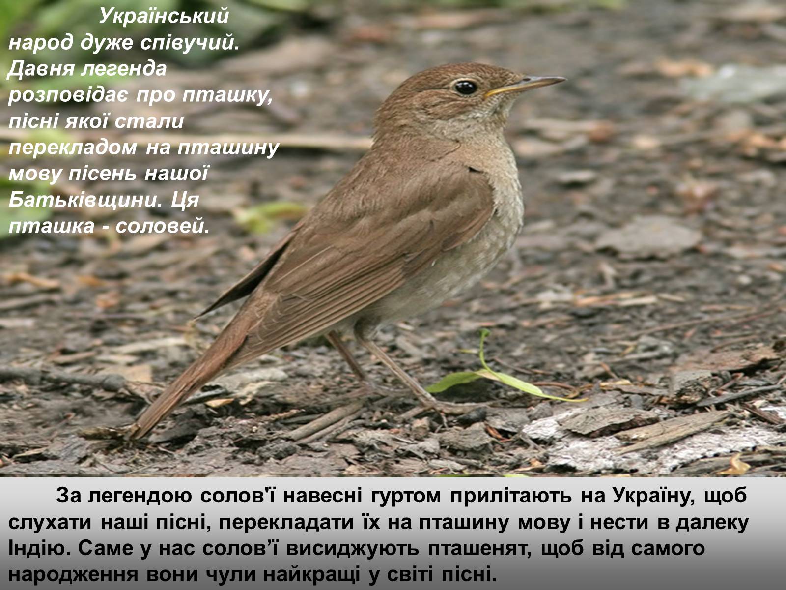 Презентація на тему «Народні символи України» (варіант 1) - Слайд #19 Презентація на тему «Народні символи України» (варіант 1) - Слайд #19