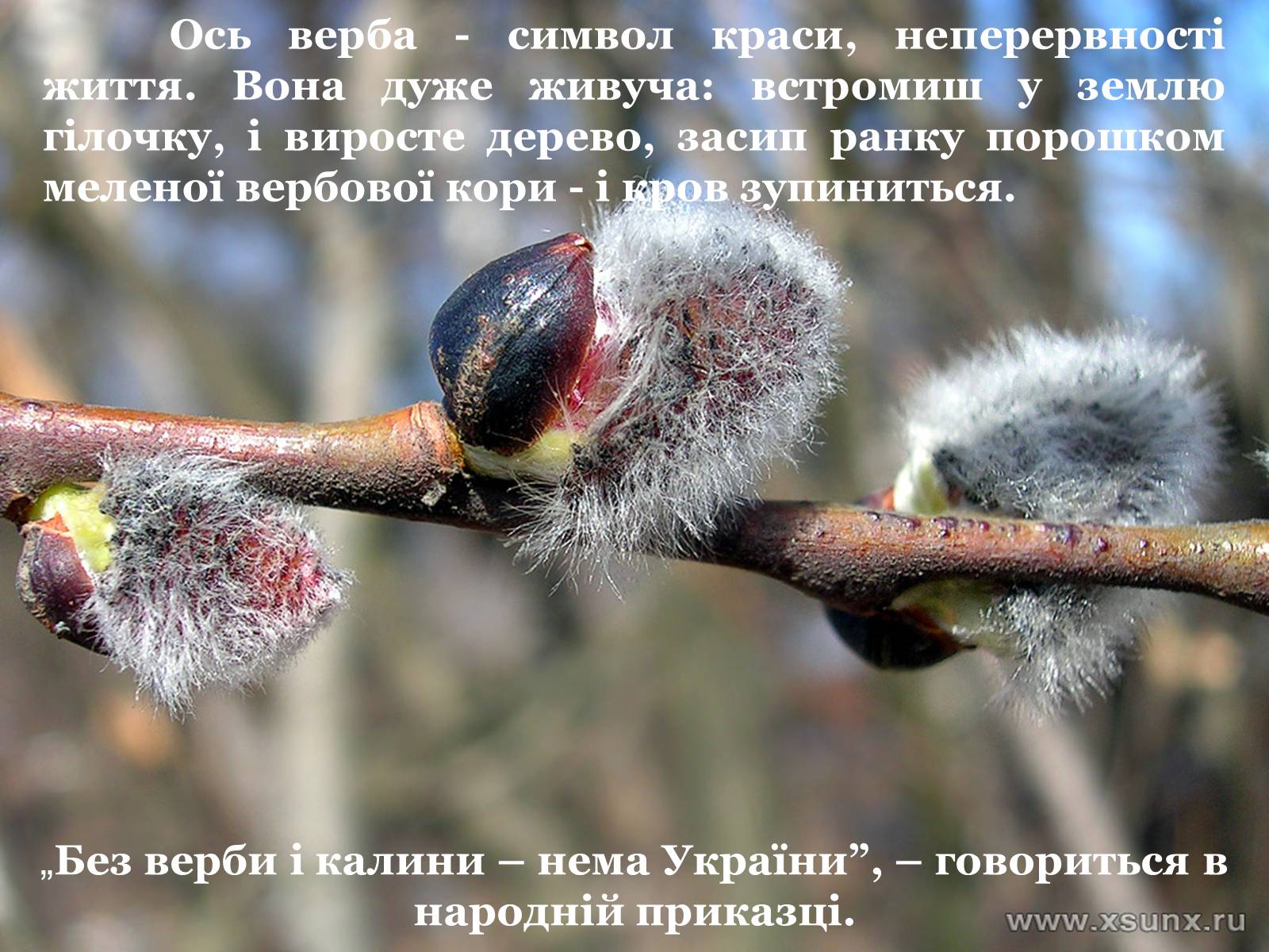 Презентація на тему «Народні символи України» (варіант 1) - Слайд #4 Презентація на тему «Народні символи України» (варіант 1) - Слайд #4