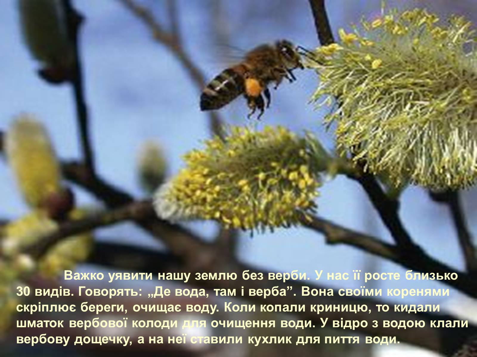 Презентація на тему «Народні символи України» (варіант 1) - Слайд #5 Презентація на тему «Народні символи України» (варіант 1) - Слайд #5