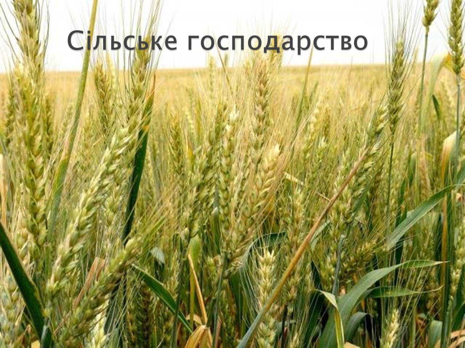 Презентація на тему «Наш край на початку ХХ століття» - Слайд #2 Презентація на тему «Наш край на початку ХХ століття» - Слайд #2