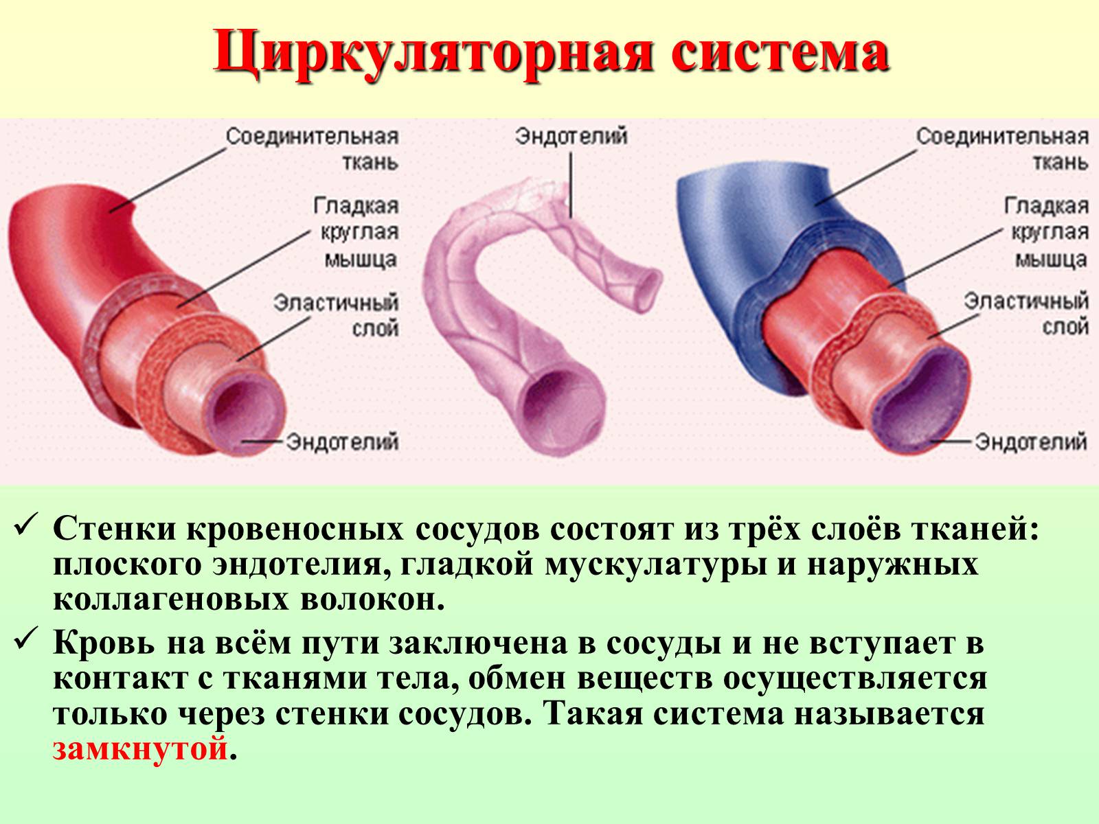 Презентація на тему «Движение крови по сосудам. Лимфообращение» - Слайд #13 Презентація на тему «Движение крови по сосудам. Лимфообращение» - Слайд #13