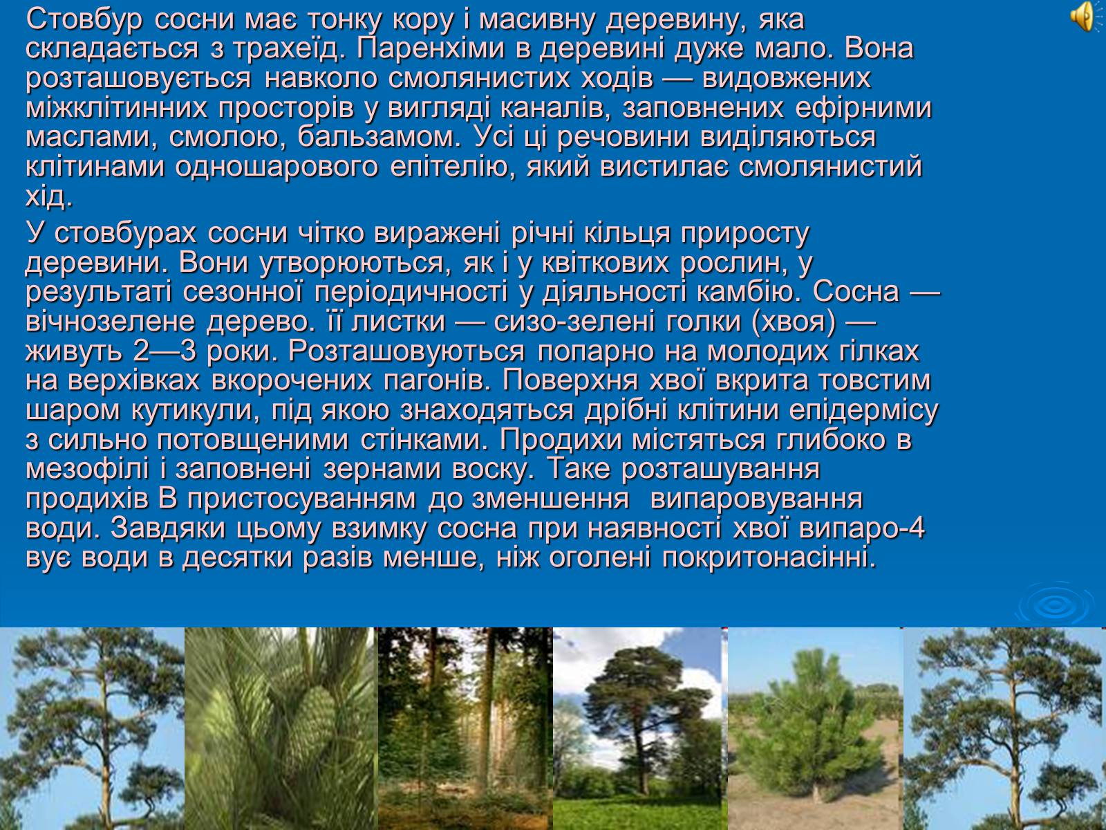 Презентація на тему «Відділ Голонасінні» - Слайд #14 Презентація на тему «Відділ Голонасінні» - Слайд #14
