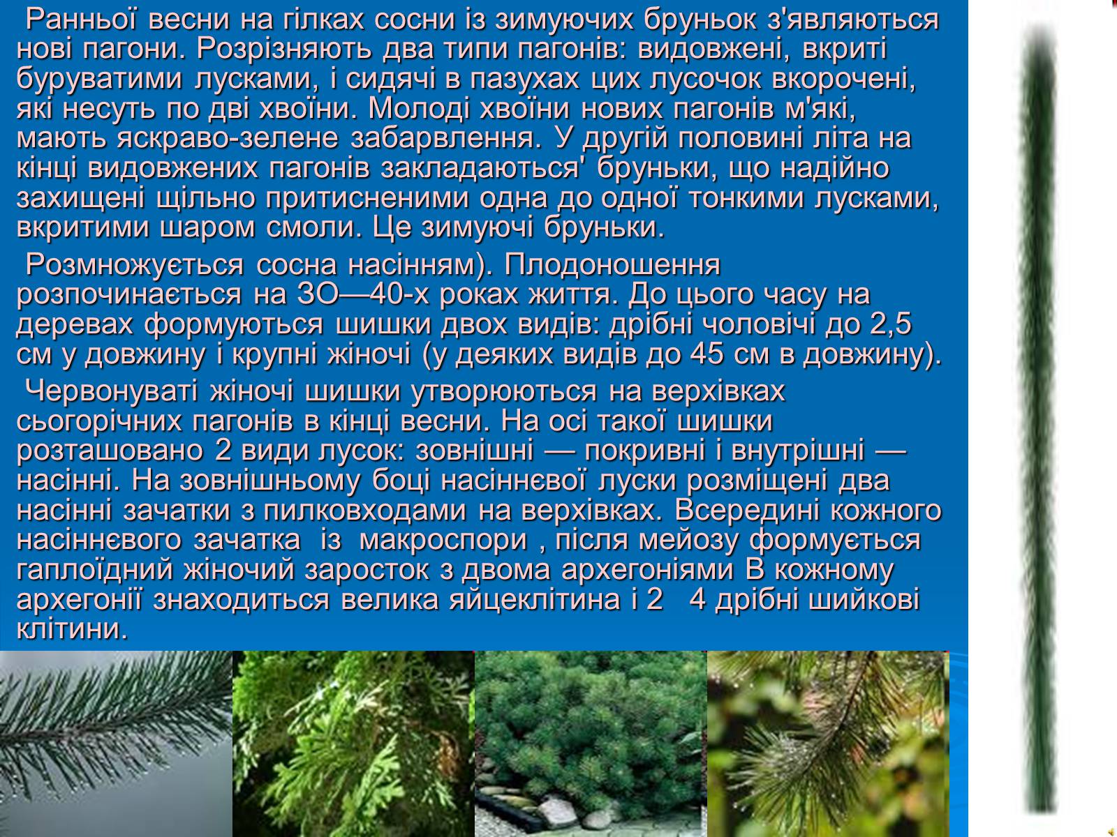 Презентація на тему «Відділ Голонасінні» - Слайд #15 Презентація на тему «Відділ Голонасінні» - Слайд #15