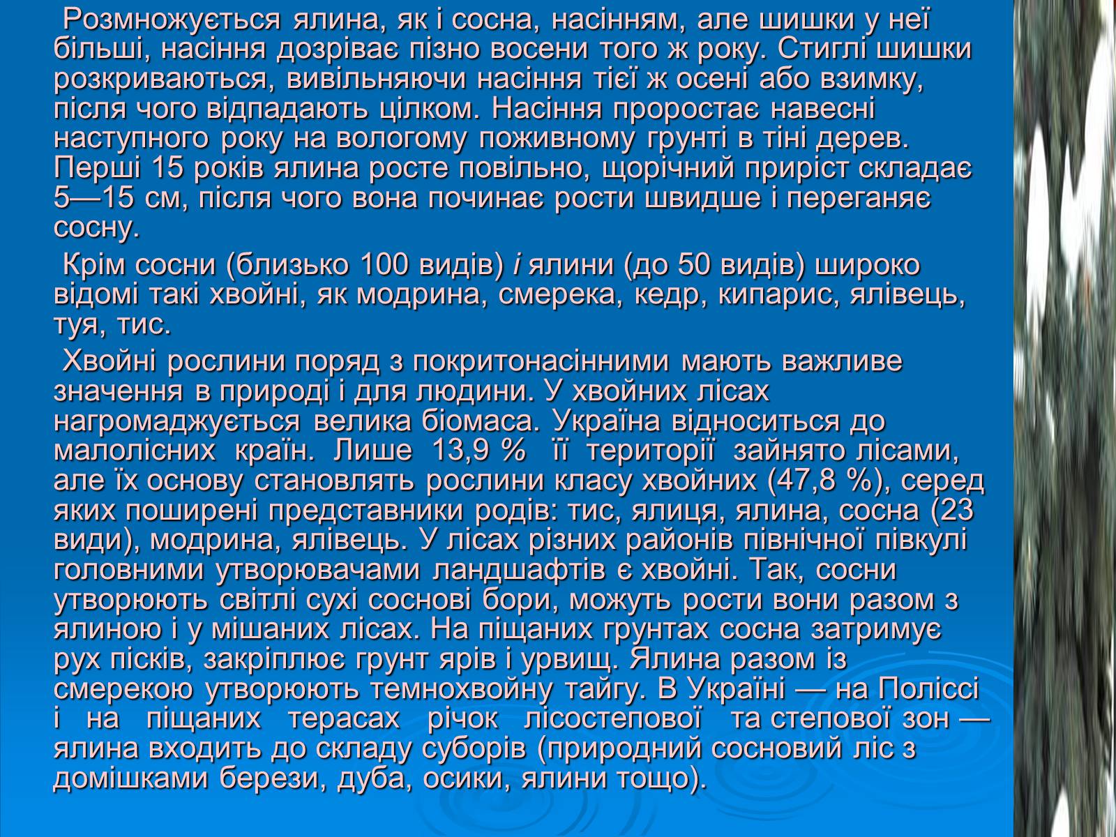 Презентація на тему «Відділ Голонасінні» - Слайд #19 Презентація на тему «Відділ Голонасінні» - Слайд #19
