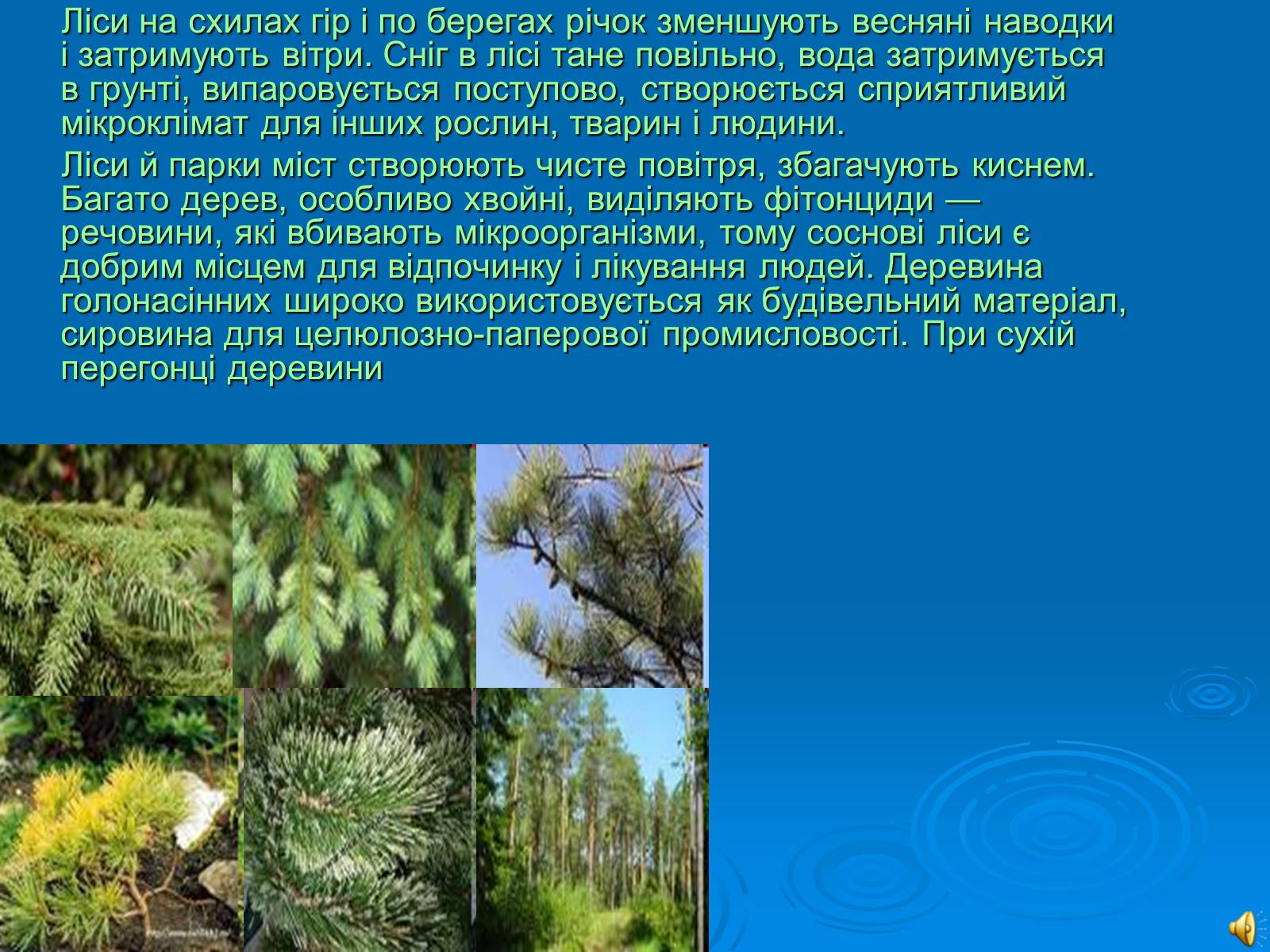 Презентація на тему «Відділ Голонасінні» - Слайд #20 Презентація на тему «Відділ Голонасінні» - Слайд #20