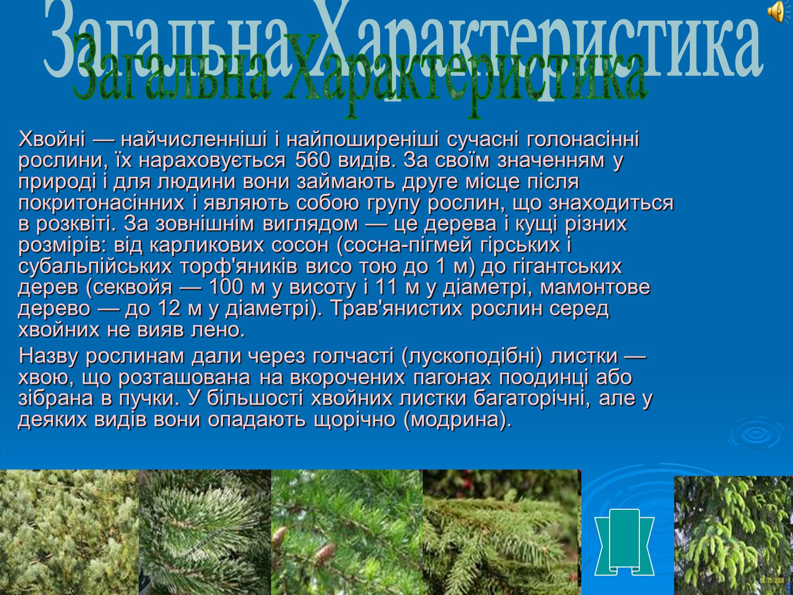 Презентація на тему «Відділ Голонасінні» - Слайд #5 Презентація на тему «Відділ Голонасінні» - Слайд #5