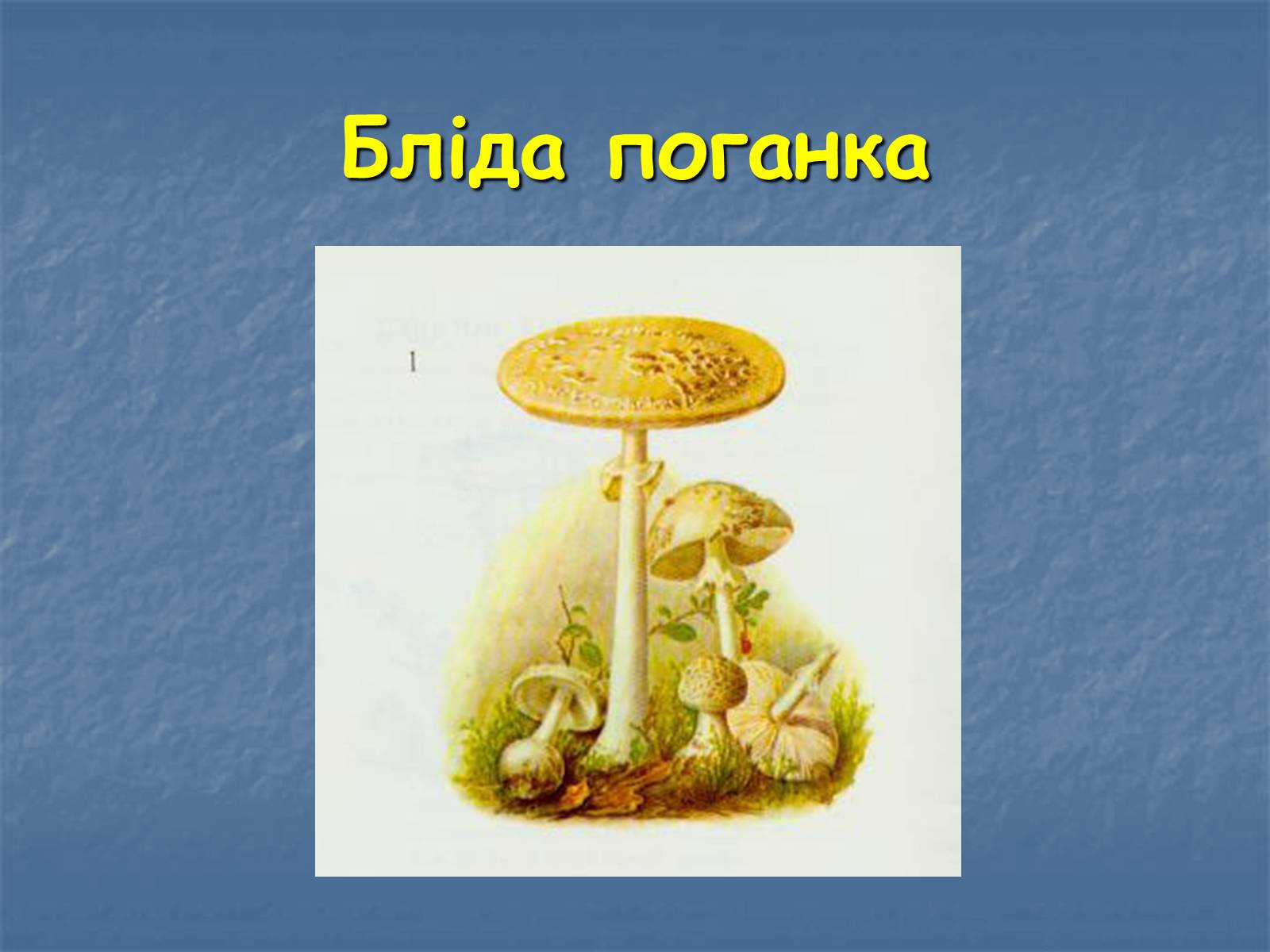 Презентація на тему «Основи безпеки харчування» - Слайд #15 Презентація на тему «Основи безпеки харчування» - Слайд #15