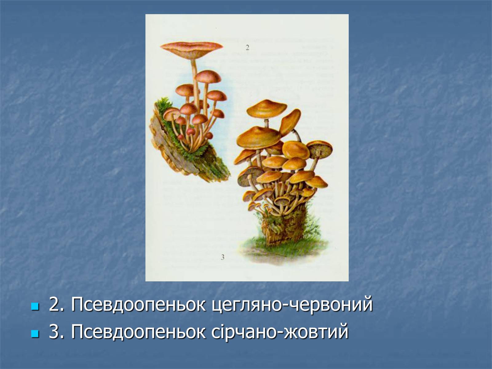 Презентація на тему «Основи безпеки харчування» - Слайд #19 Презентація на тему «Основи безпеки харчування» - Слайд #19