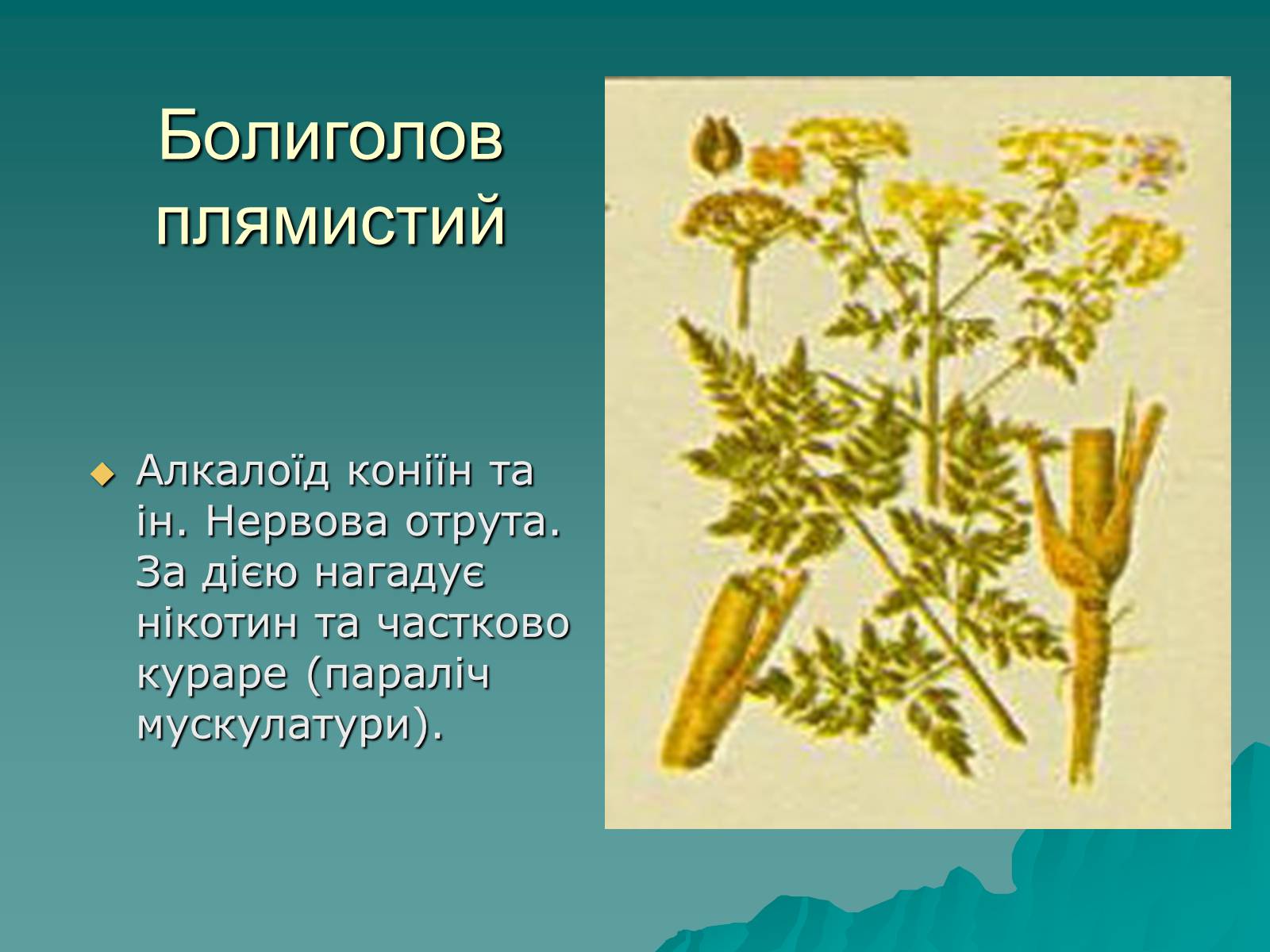 Презентація на тему «Основи безпеки харчування» - Слайд #25 Презентація на тему «Основи безпеки харчування» - Слайд #25