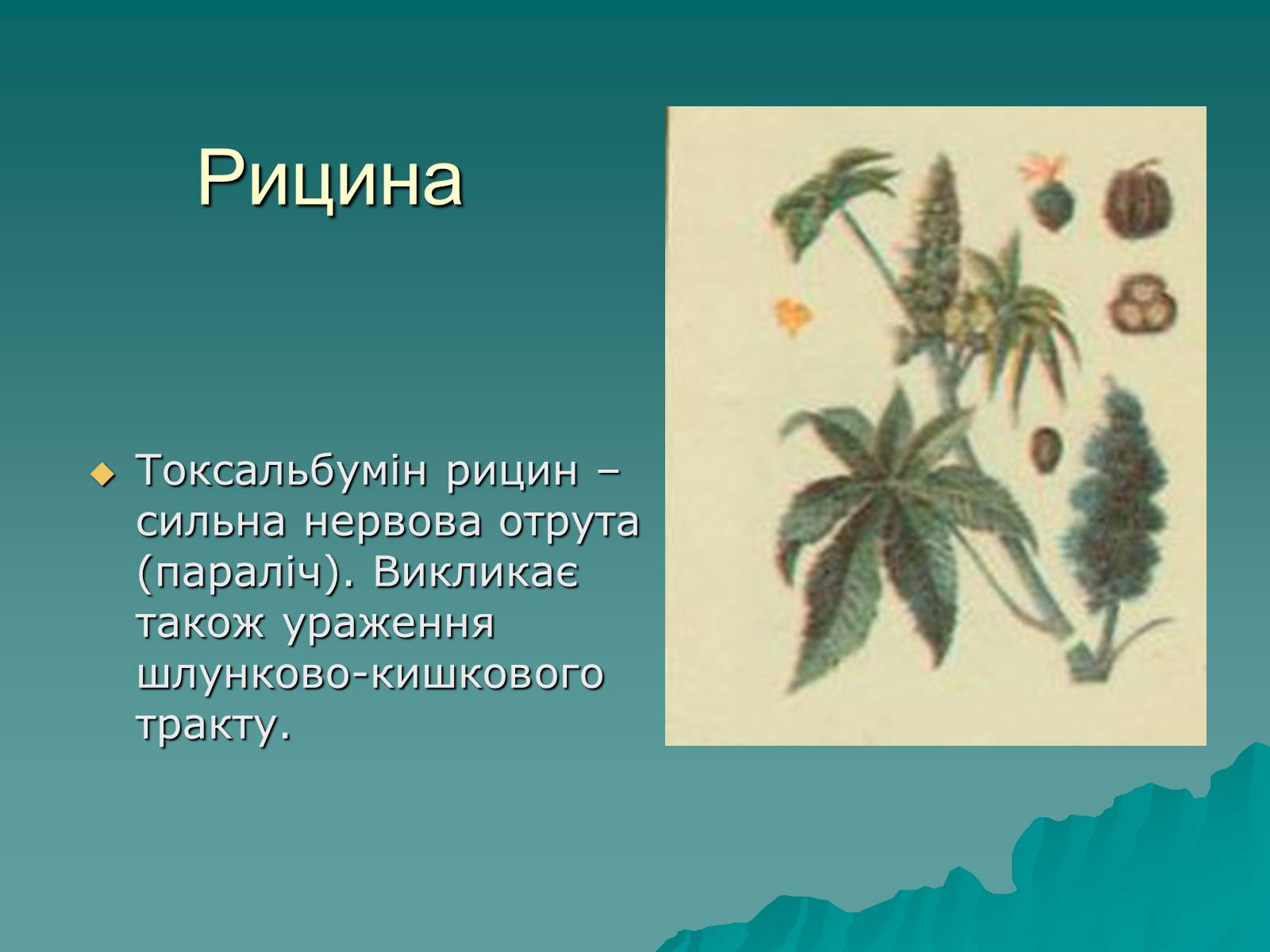 Презентація на тему «Основи безпеки харчування» - Слайд #31 Презентація на тему «Основи безпеки харчування» - Слайд #31