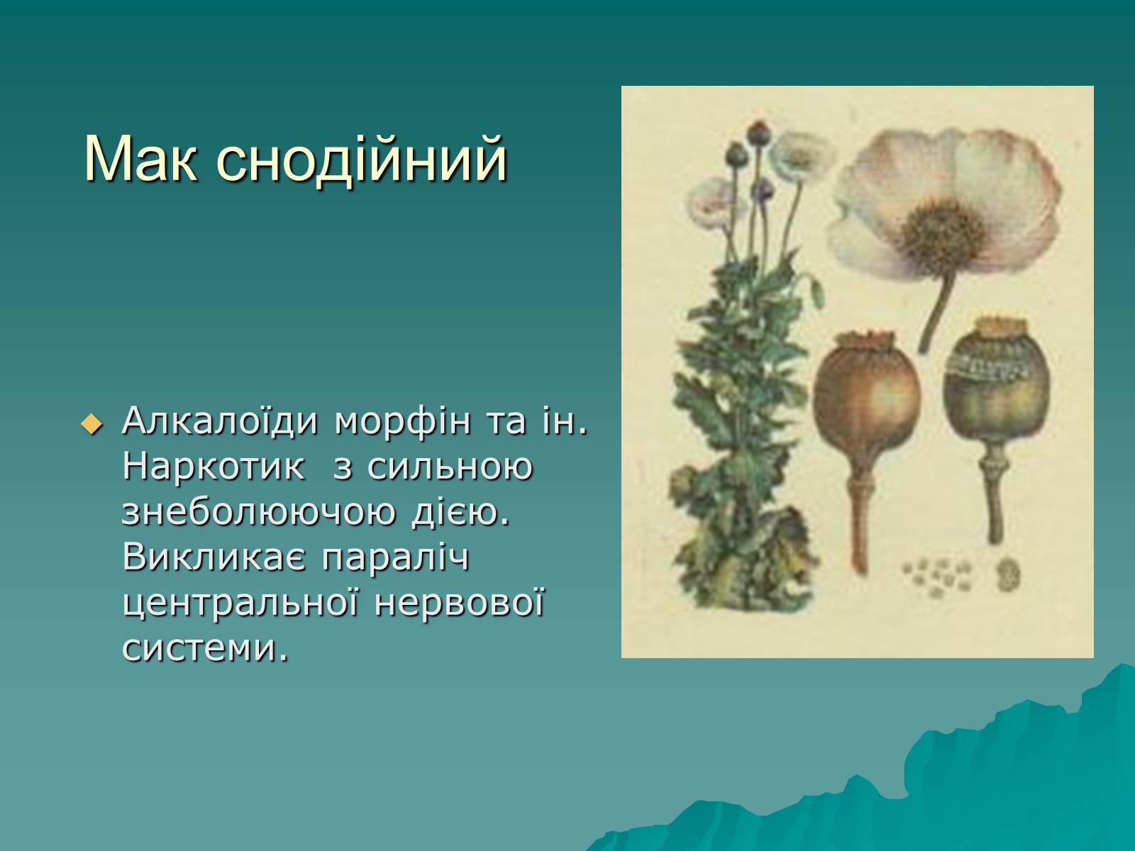 Презентація на тему «Основи безпеки харчування» - Слайд #33 Презентація на тему «Основи безпеки харчування» - Слайд #33