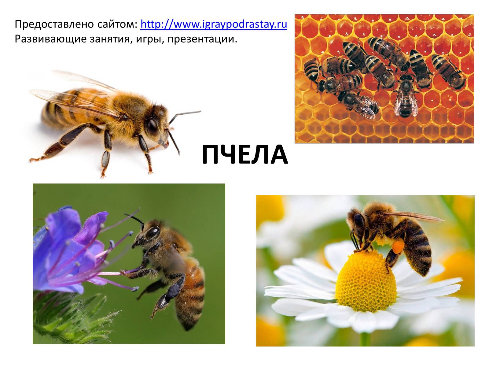 Презентація на тему «Пчела» - Слайд #1 Презентація на тему «Пчела» - Слайд #1