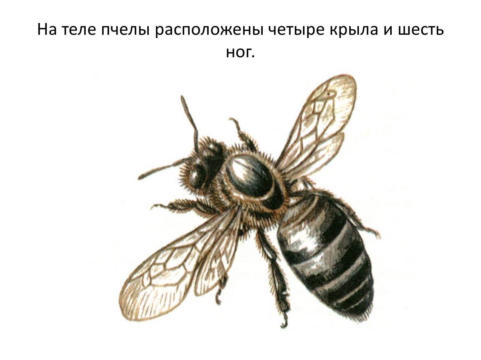 Презентація на тему «Пчела» - Слайд #10 Презентація на тему «Пчела» - Слайд #10