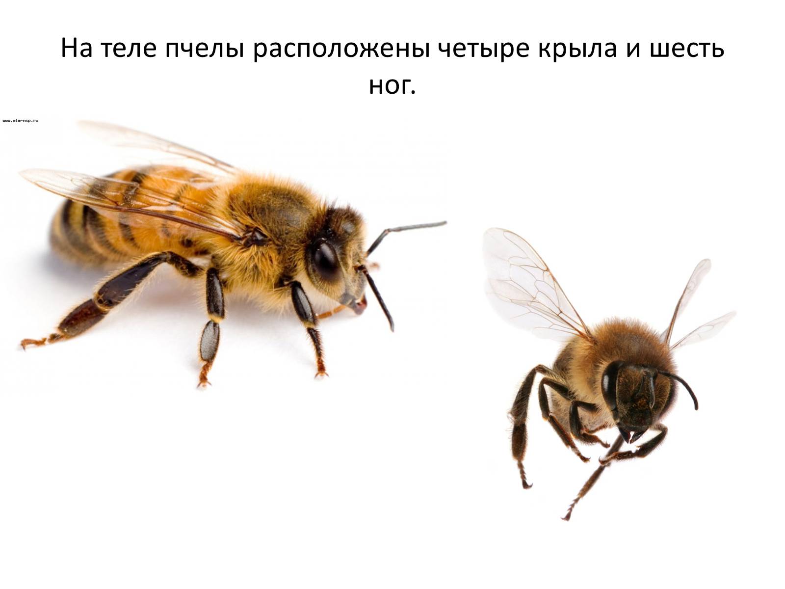 Презентація на тему «Пчела» - Слайд #11 Презентація на тему «Пчела» - Слайд #11