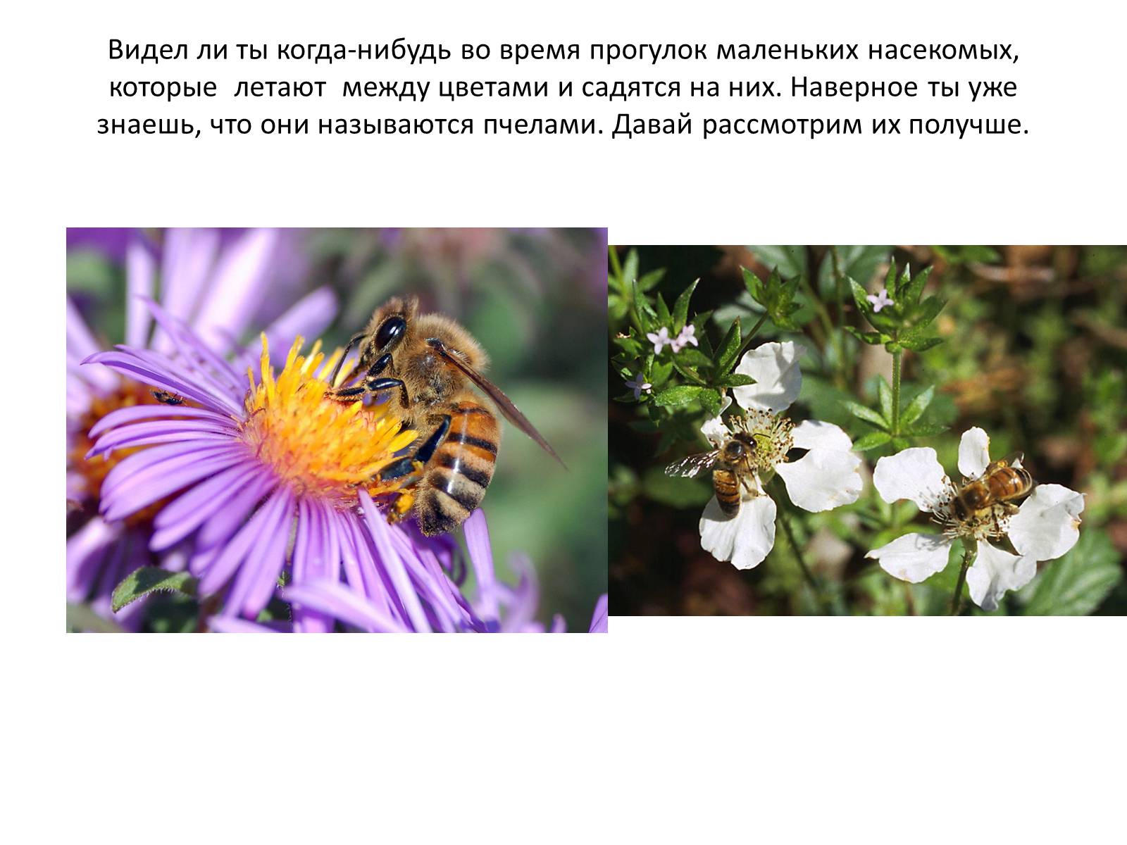Презентація на тему «Пчела» - Слайд #2 Презентація на тему «Пчела» - Слайд #2