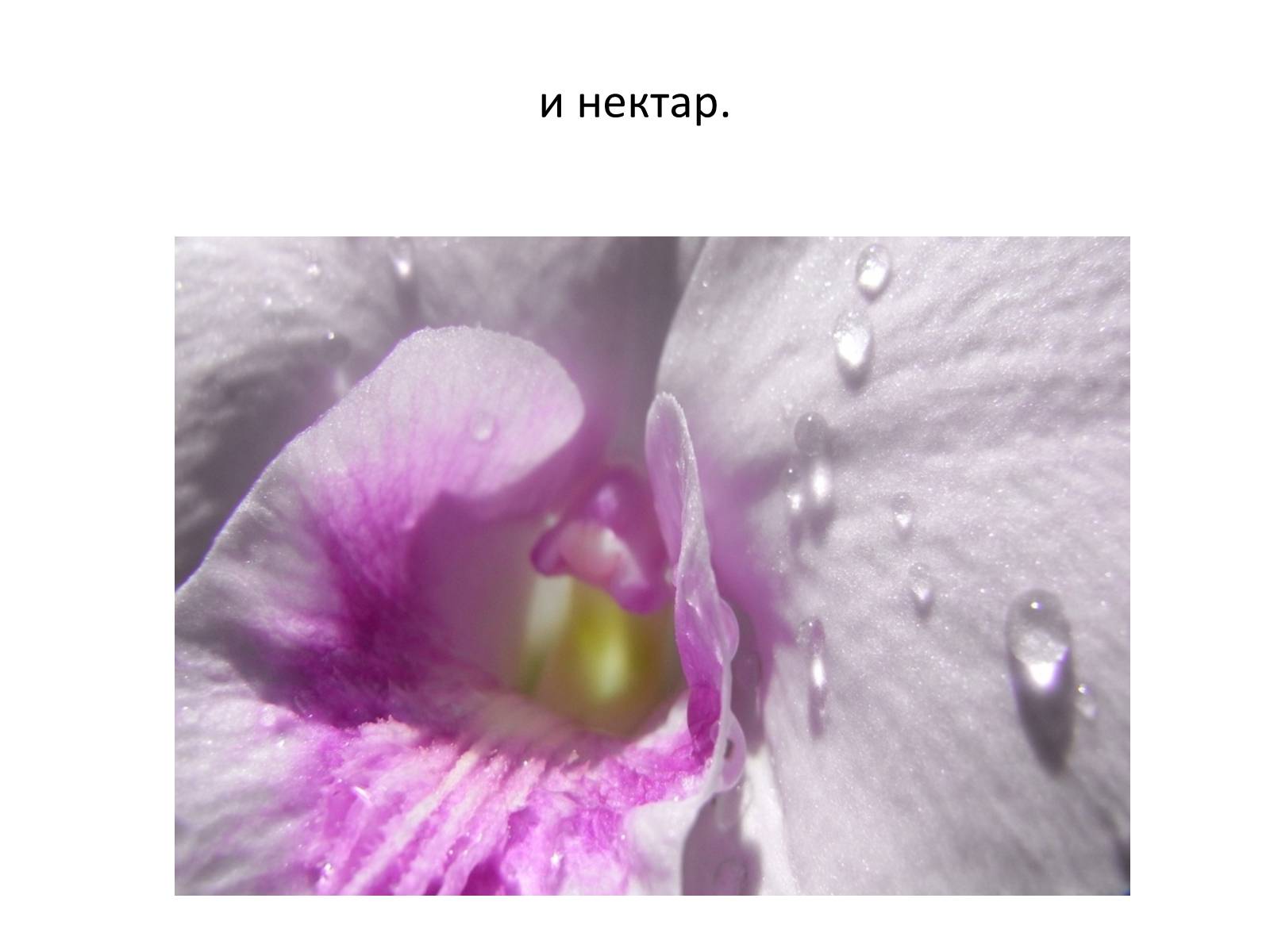 Презентація на тему «Пчела» - Слайд #23 Презентація на тему «Пчела» - Слайд #23
