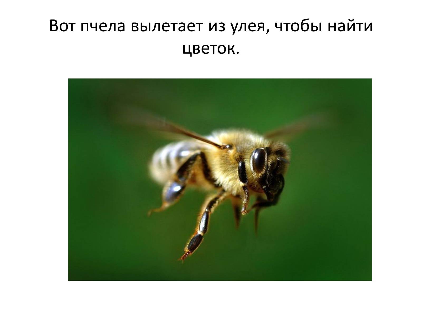 Презентація на тему «Пчела» - Слайд #25 Презентація на тему «Пчела» - Слайд #25