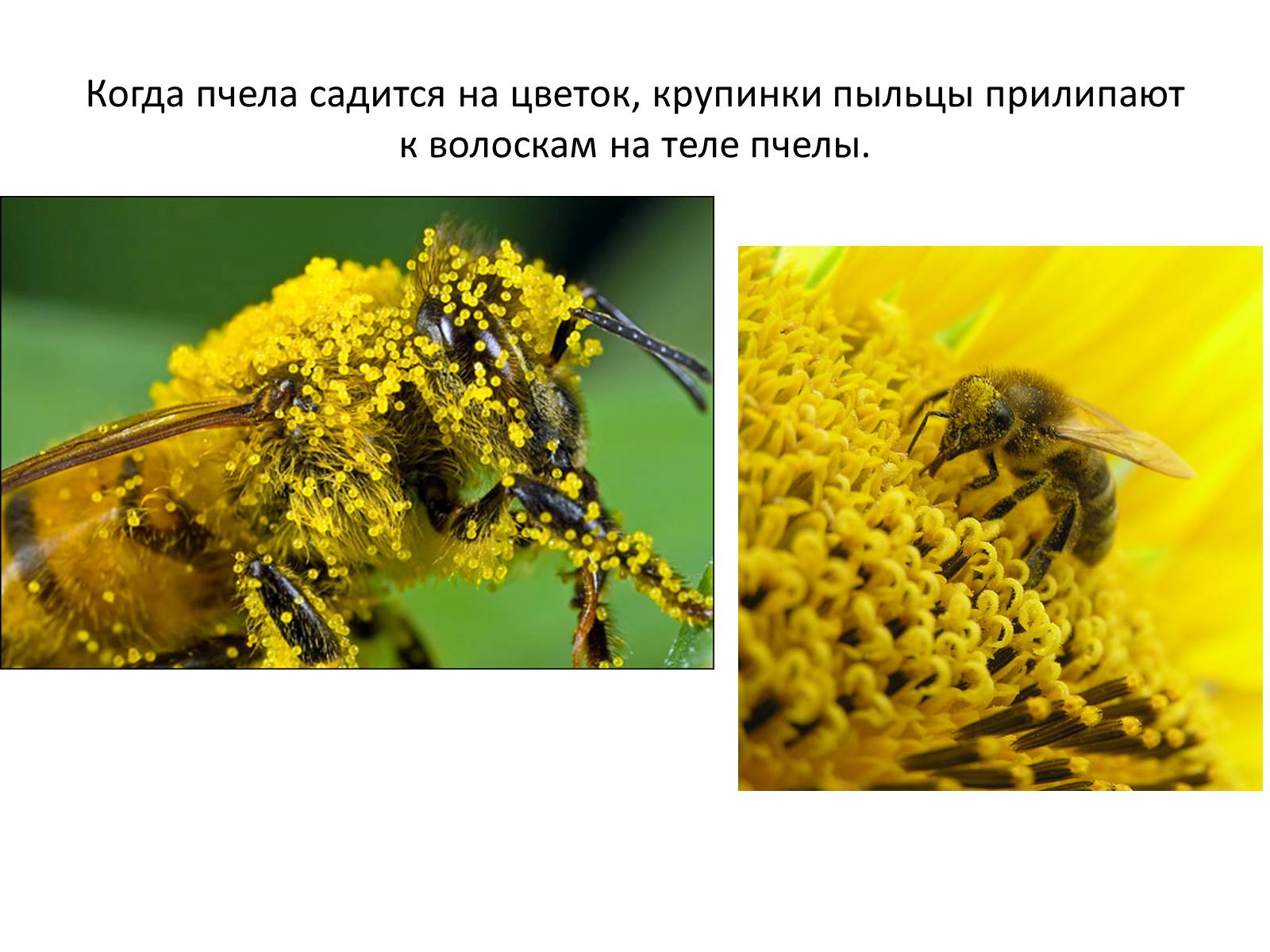 Презентація на тему «Пчела» - Слайд #29 Презентація на тему «Пчела» - Слайд #29