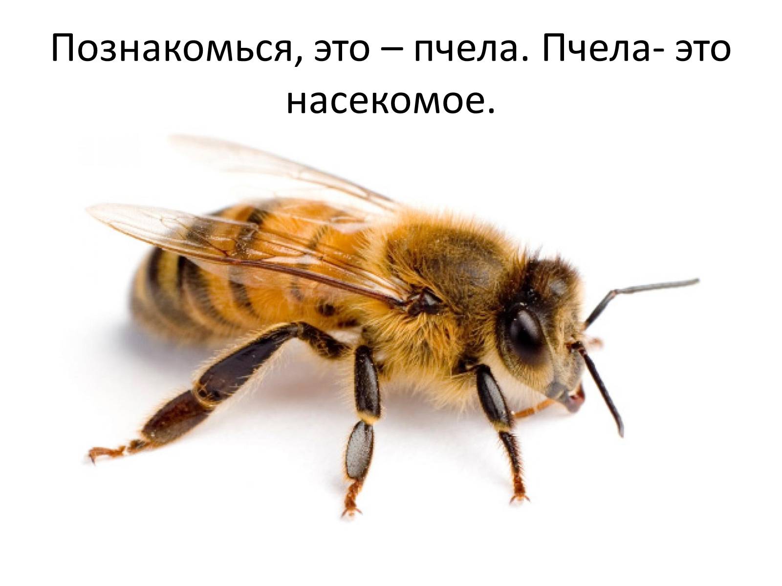 Презентація на тему «Пчела» - Слайд #3 Презентація на тему «Пчела» - Слайд #3