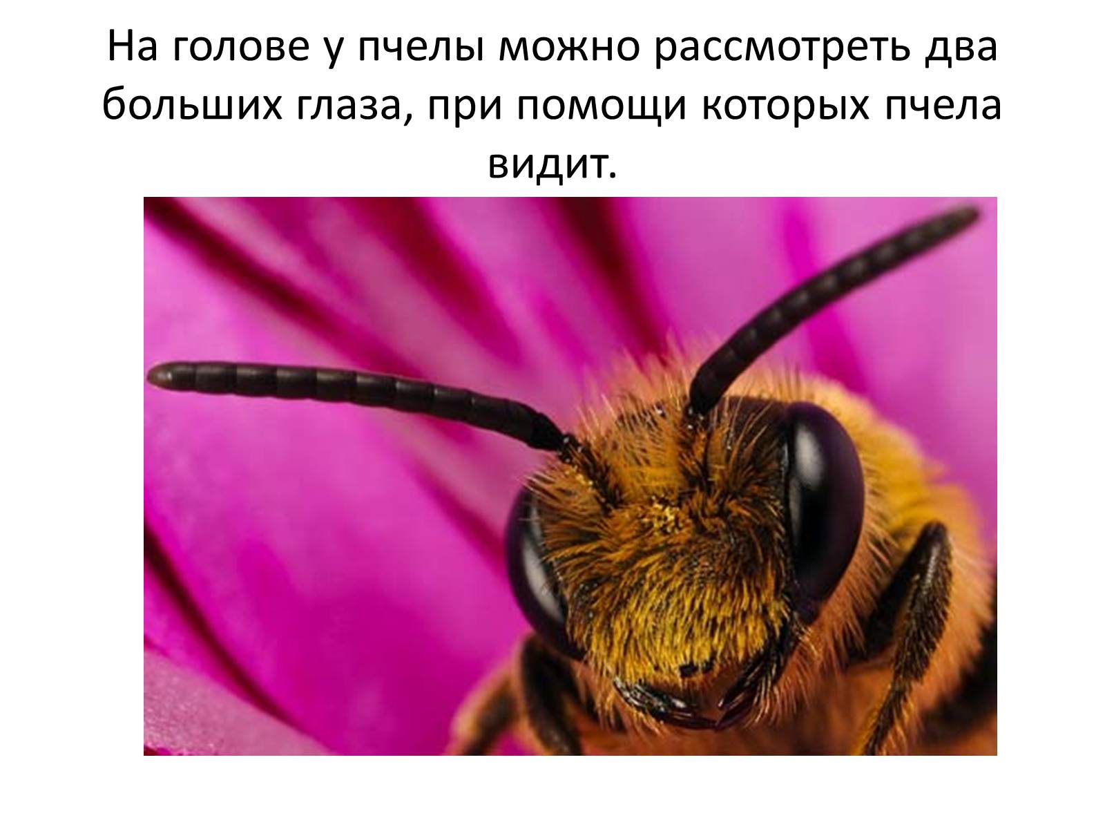 Презентація на тему «Пчела» - Слайд #4 Презентація на тему «Пчела» - Слайд #4