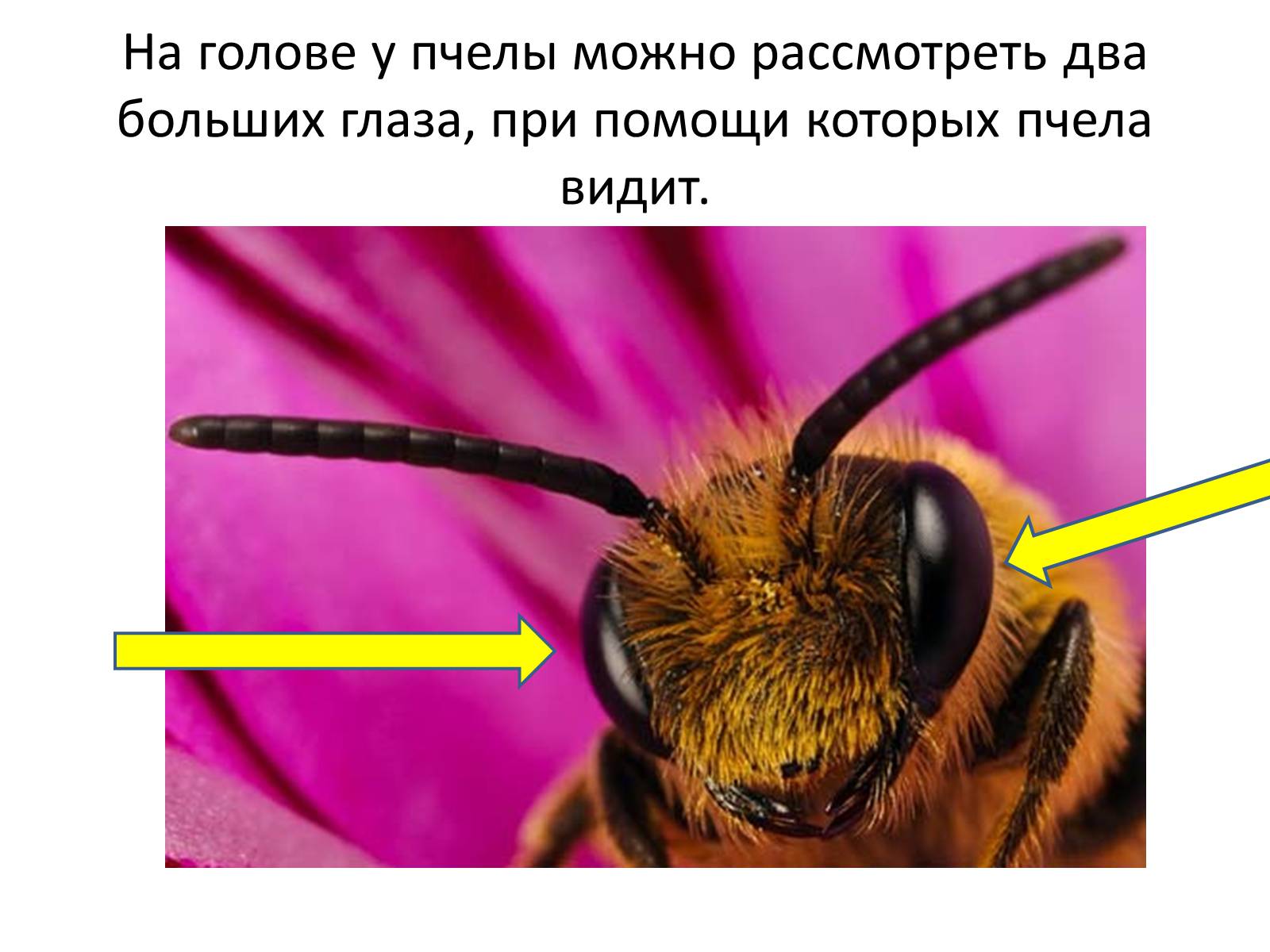 Презентація на тему «Пчела» - Слайд #5 Презентація на тему «Пчела» - Слайд #5