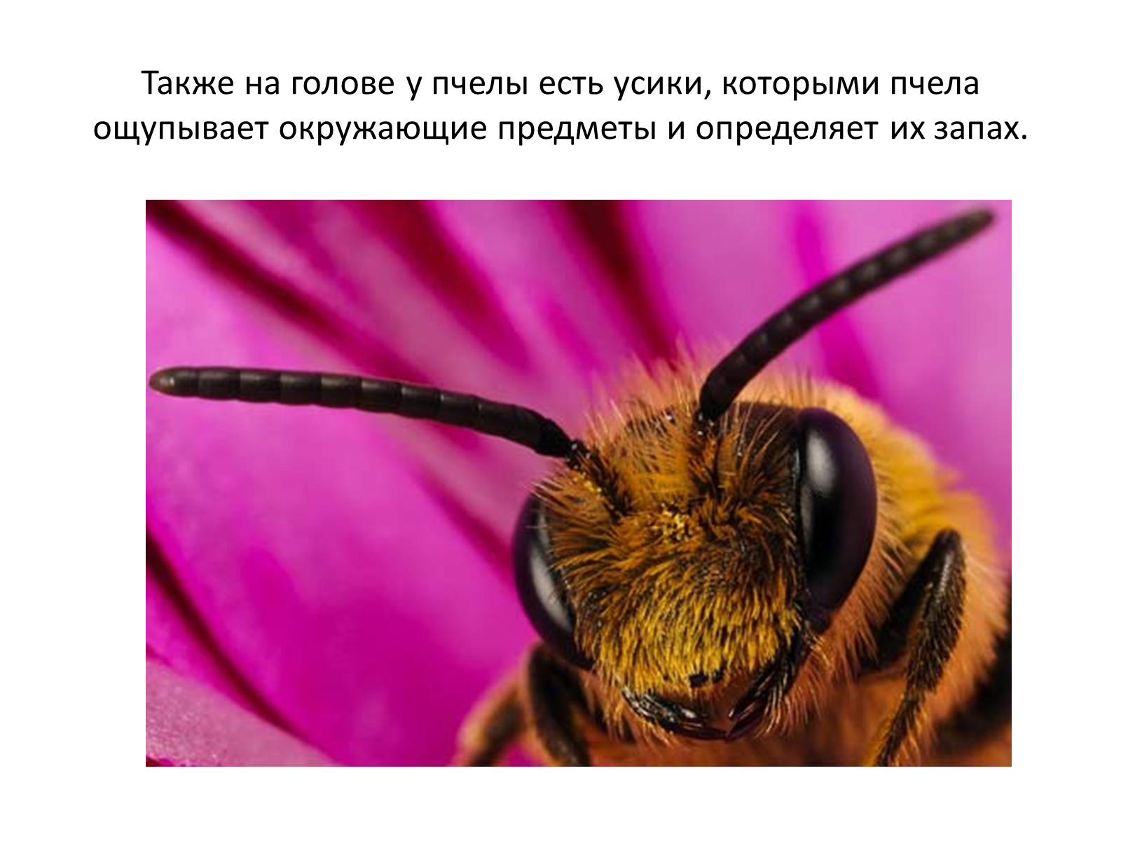 Презентація на тему «Пчела» - Слайд #6 Презентація на тему «Пчела» - Слайд #6