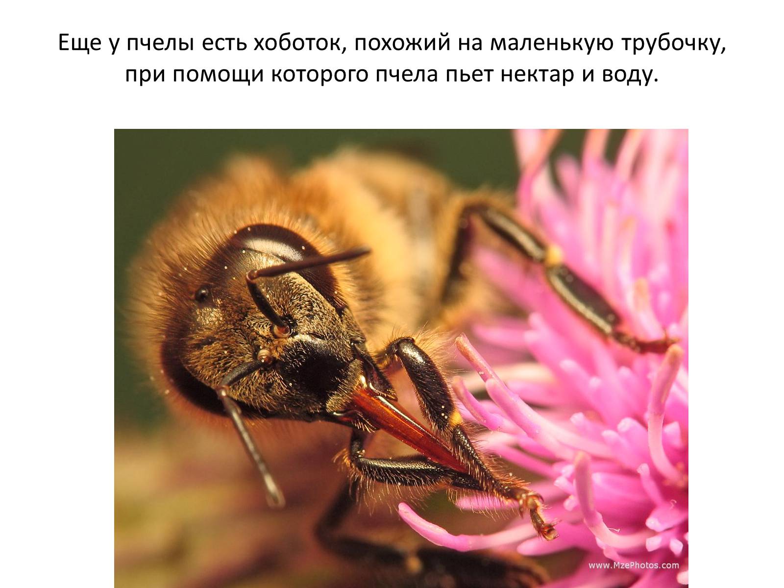 Презентація на тему «Пчела» - Слайд #8 Презентація на тему «Пчела» - Слайд #8