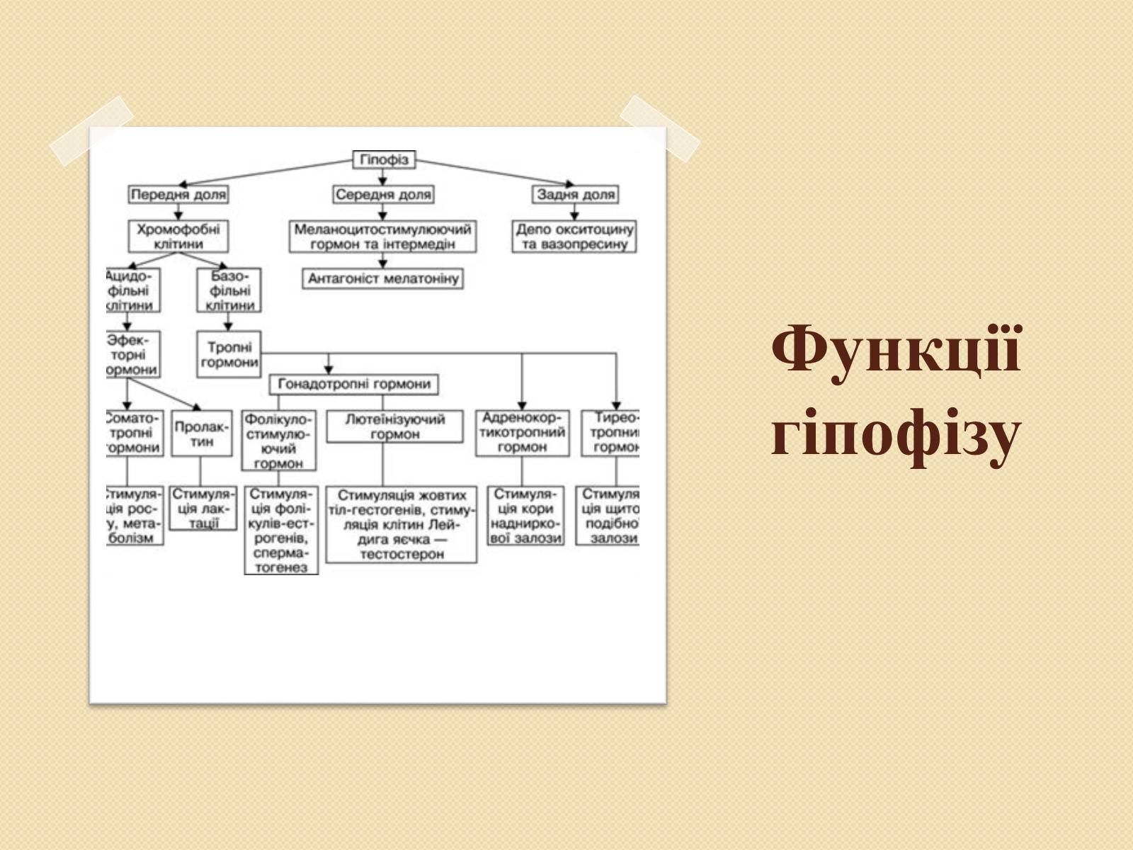 Презентація на тему «Ендокринні захворювання людини» - Слайд #4 Презентація на тему «Ендокринні захворювання людини» - Слайд #4