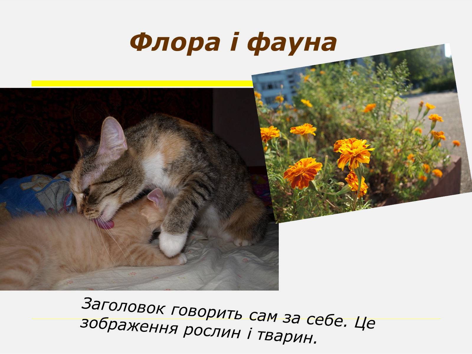 Презентація на тему «Художня фотографія» (варіант 1) - Слайд #14 Презентація на тему «Художня фотографія» (варіант 1) - Слайд #14