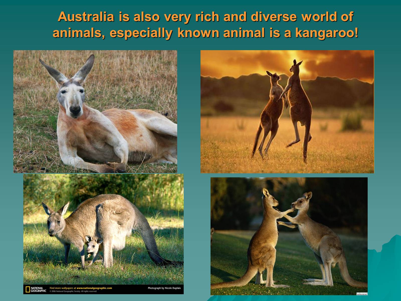 Презентація на тему «Australia is wonderful continent» - Слайд #21 Презентація на тему «Australia is wonderful continent» - Слайд #21