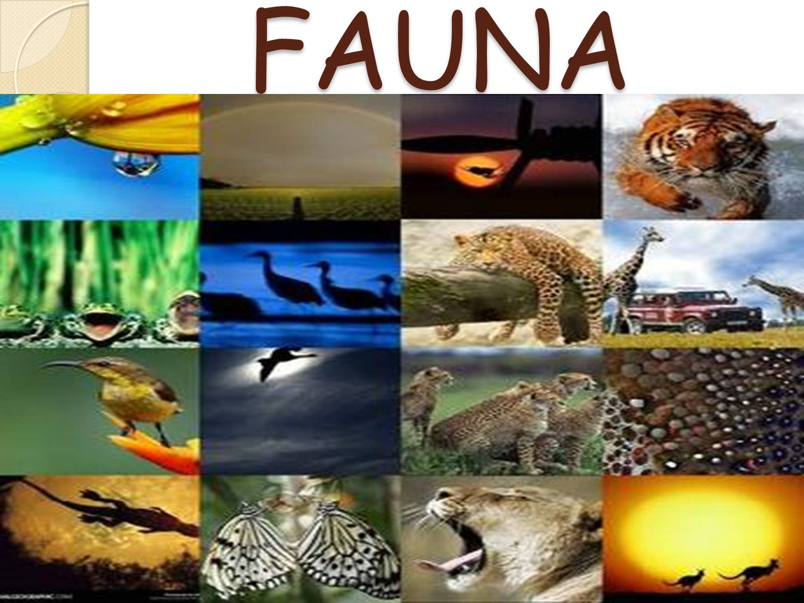 Презентація на тему «Fauna» - Слайд #1 Презентація на тему «Fauna» - Слайд #1