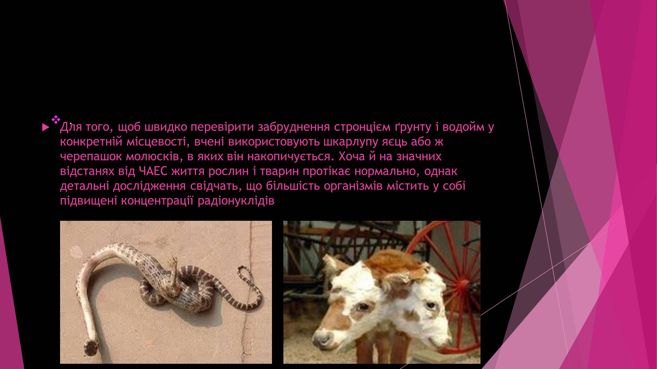 Презентація на тему «Чорнобильська катастрофа» (варіант 4) - Слайд #8 Презентація на тему «Чорнобильська катастрофа» (варіант 4) - Слайд #8