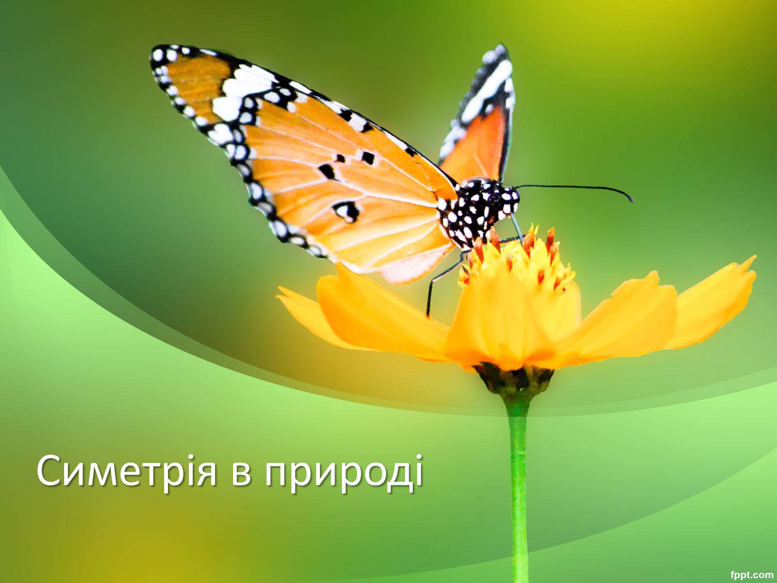 Презентація на тему «Симетрія в природі» - Слайд #1 Презентація на тему «Симетрія в природі» - Слайд #1