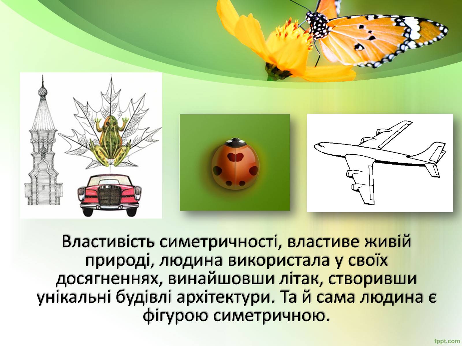 Презентація на тему «Симетрія в природі» - Слайд #5 Презентація на тему «Симетрія в природі» - Слайд #5