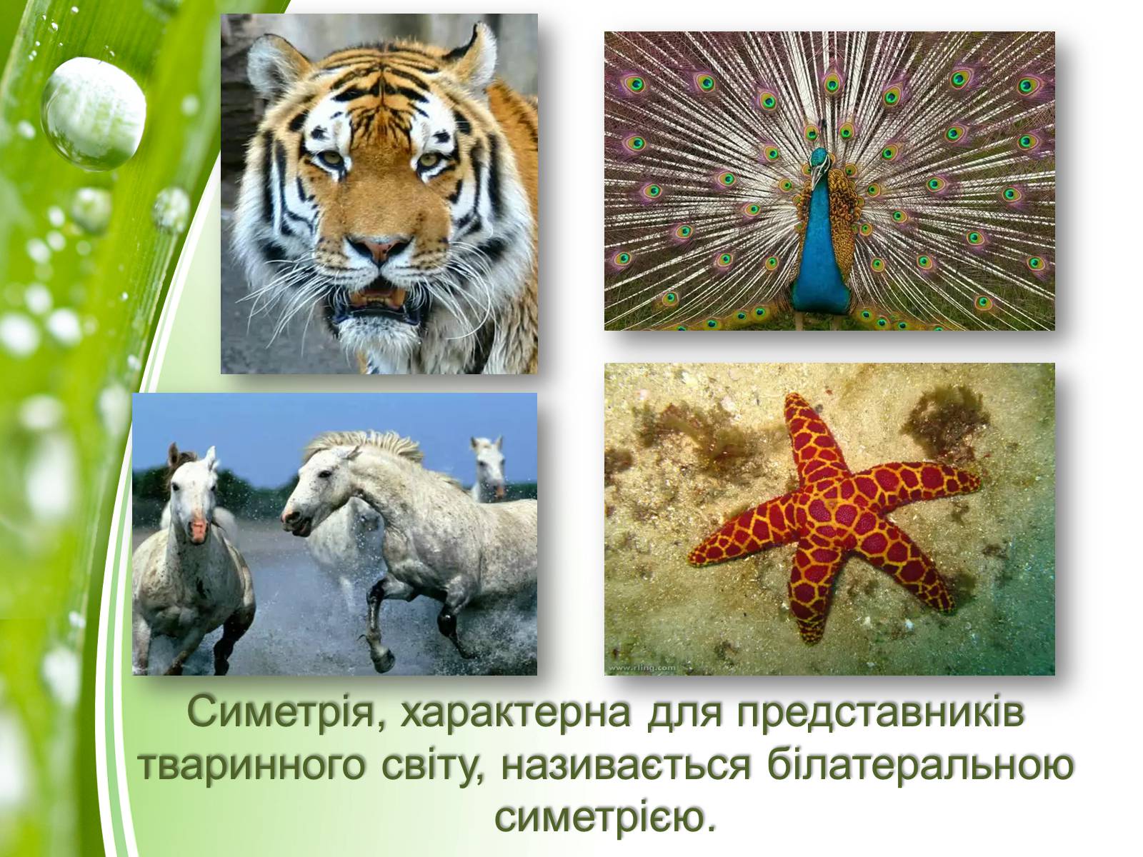 Презентація на тему «Симетрія в природі» - Слайд #7 Презентація на тему «Симетрія в природі» - Слайд #7