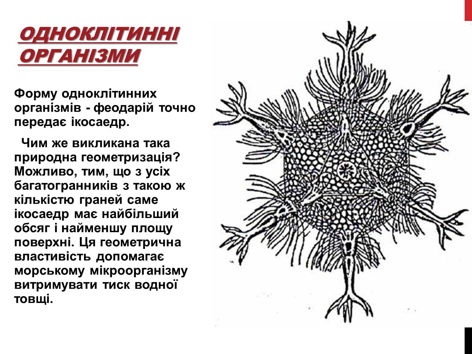 Презентація на тему «Ікосаедр» (варіант 1) - Слайд #11 Презентація на тему «Ікосаедр» (варіант 1) - Слайд #11