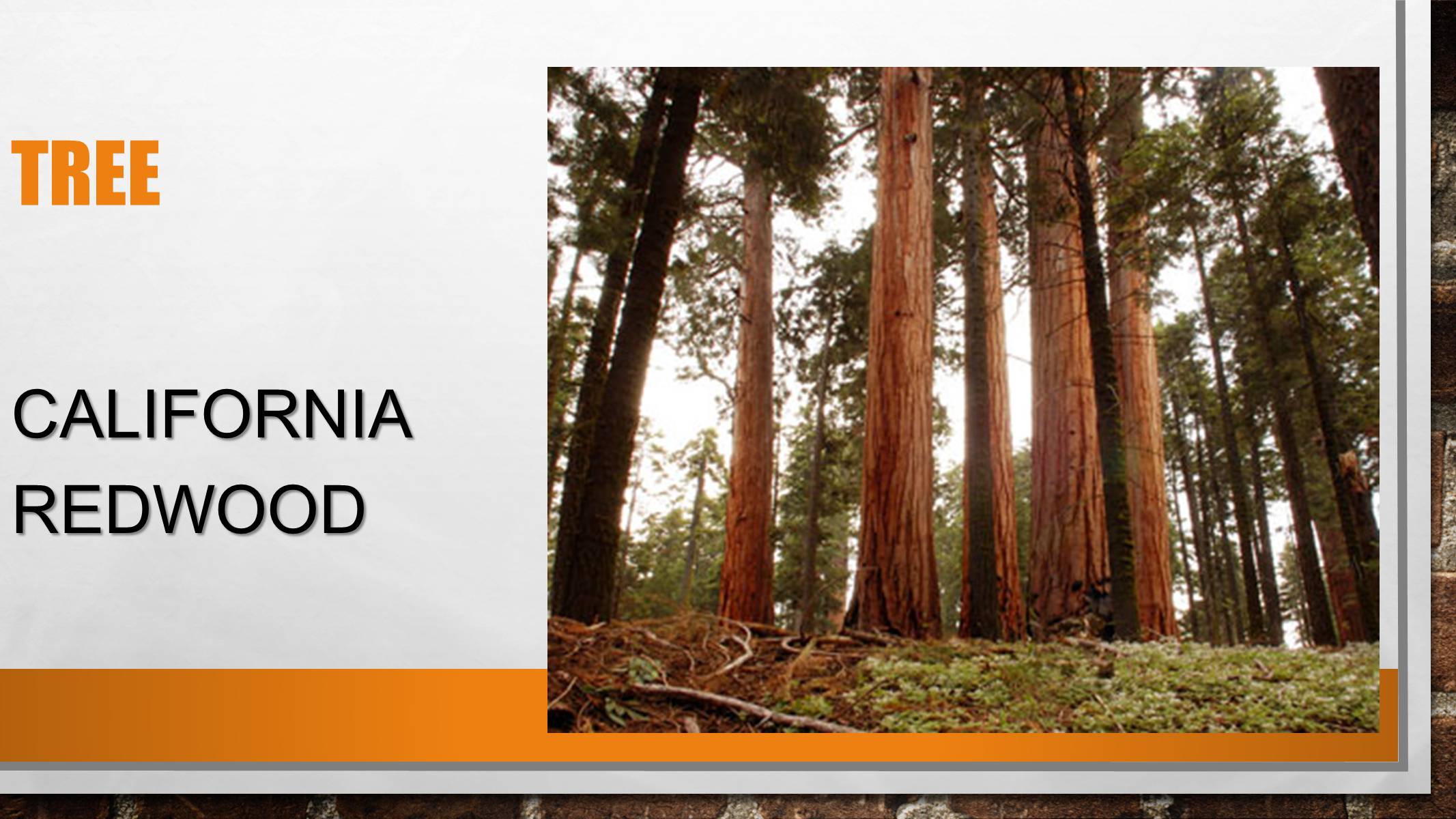 Презентація на тему «California» (варіант 1) - Слайд #3 Презентація на тему «California» (варіант 1) - Слайд #3