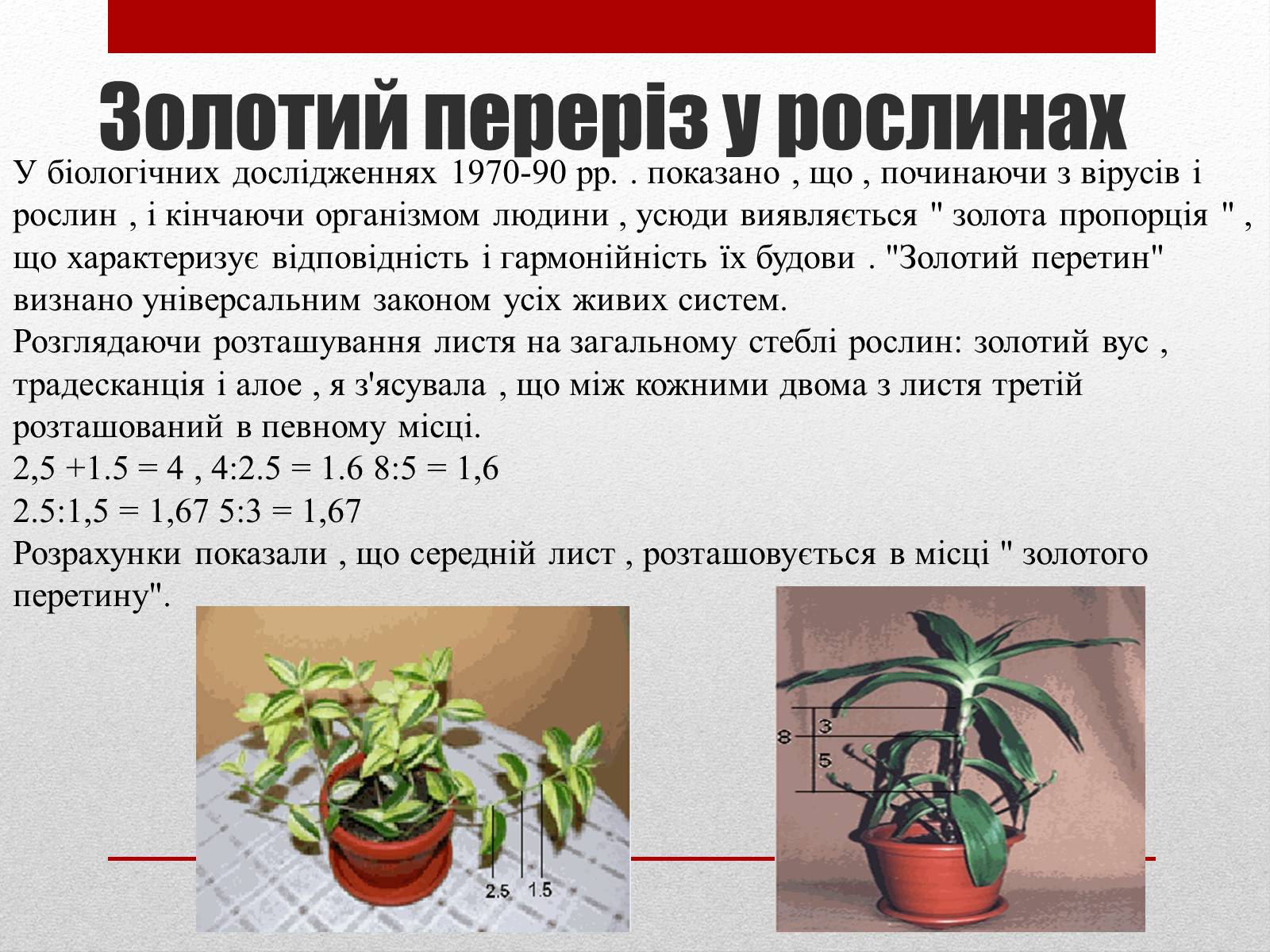Презентація на тему «Золотий переріз» - Слайд #15 Презентація на тему «Золотий переріз» - Слайд #15
