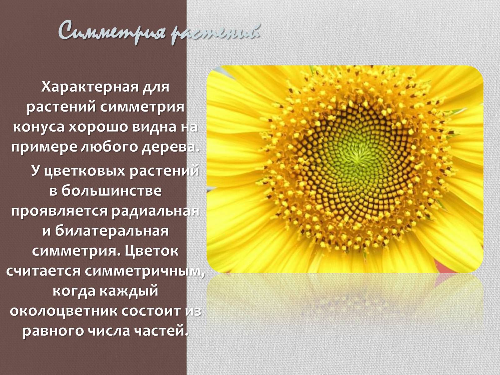 Презентація на тему «Симметрия в нашей жизни» - Слайд #11 Презентація на тему «Симметрия в нашей жизни» - Слайд #11
