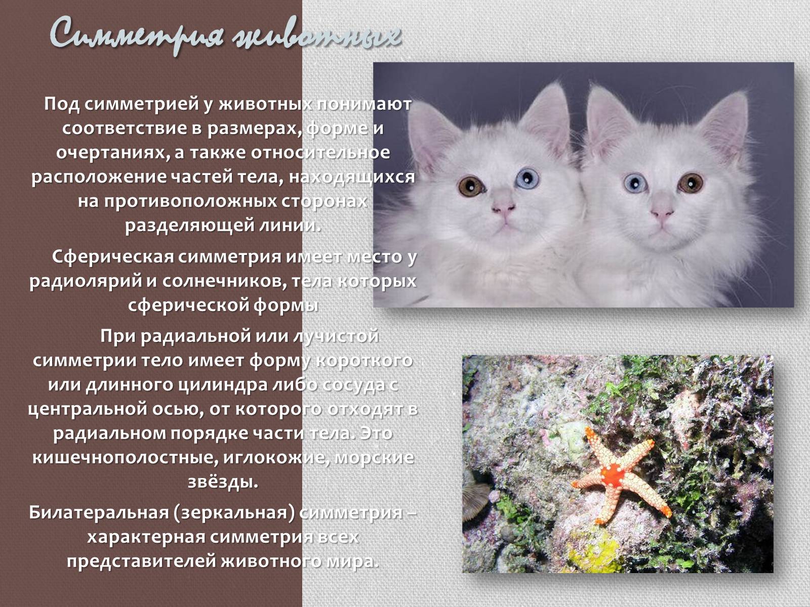 Презентація на тему «Симметрия в нашей жизни» - Слайд #12 Презентація на тему «Симметрия в нашей жизни» - Слайд #12